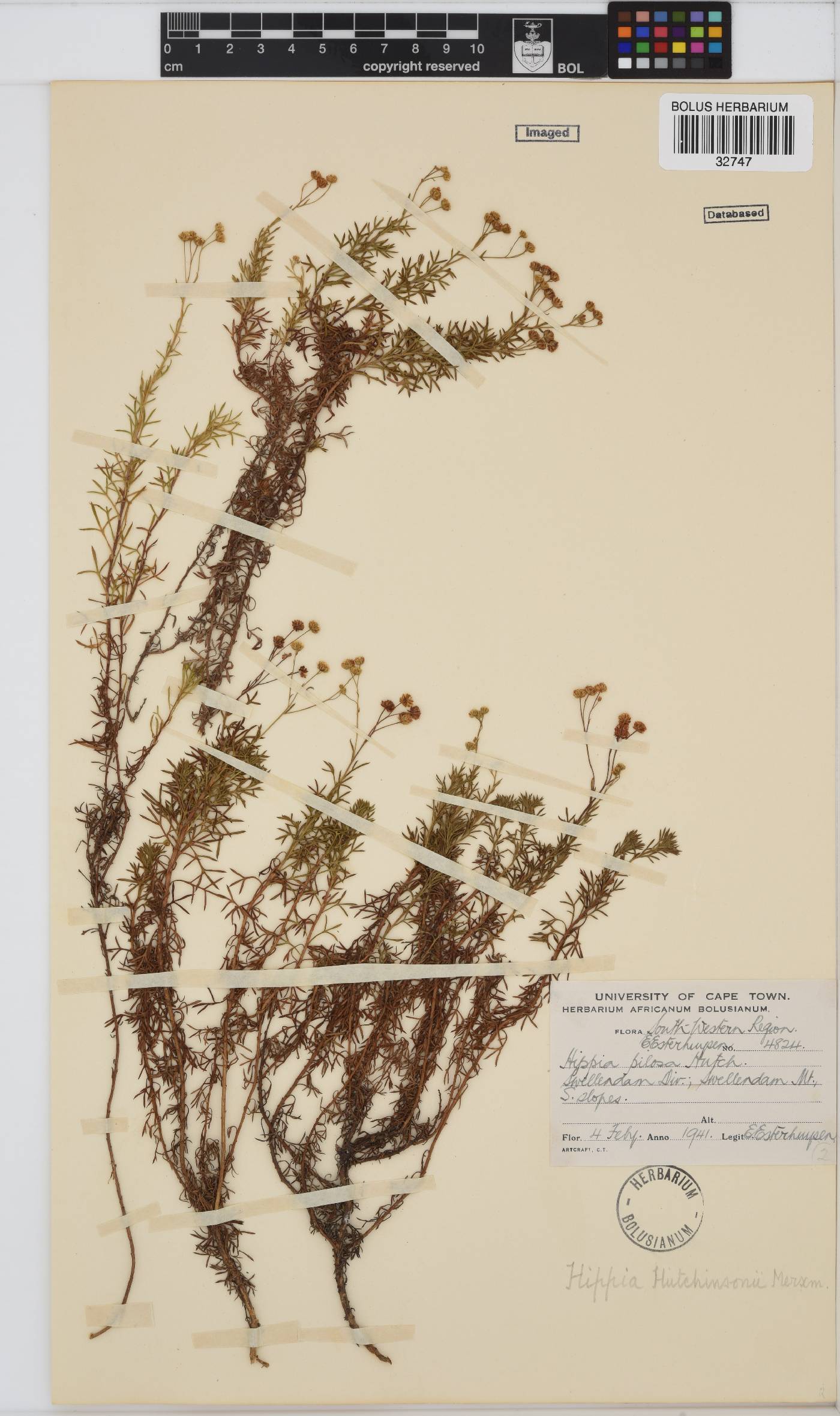 Hippia hutchinsonii image