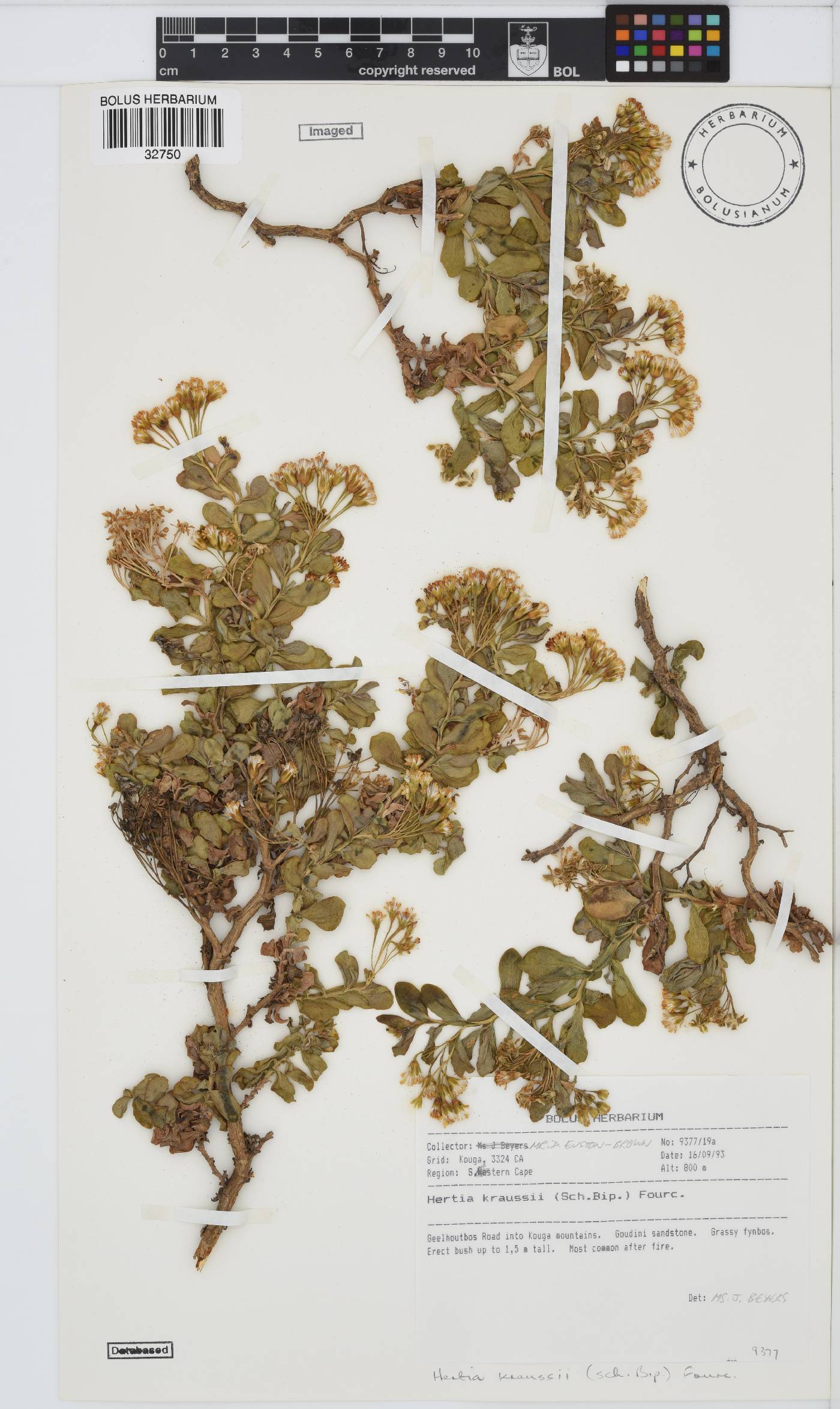 Hertia kraussii image