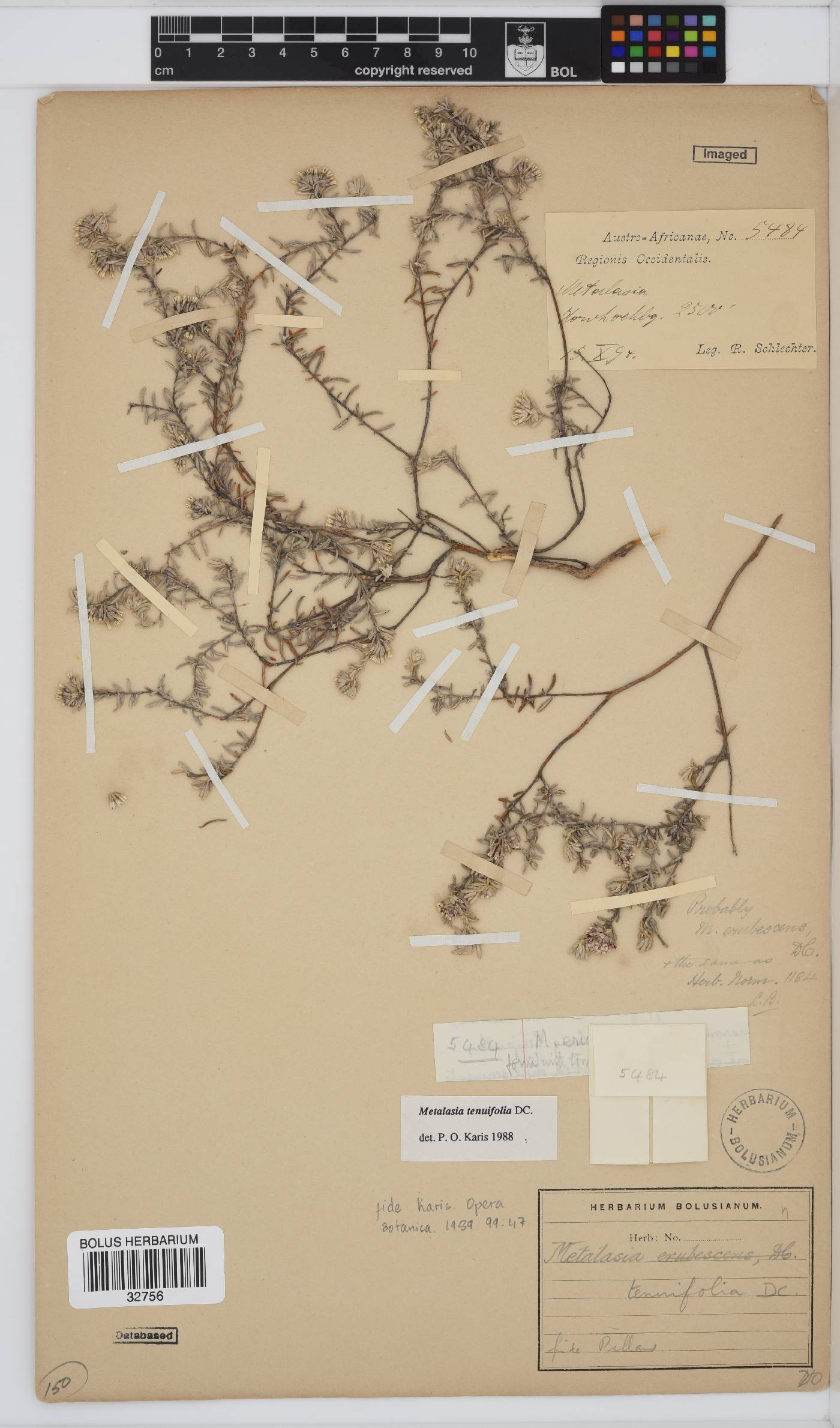 Metalasia tenuifolia image