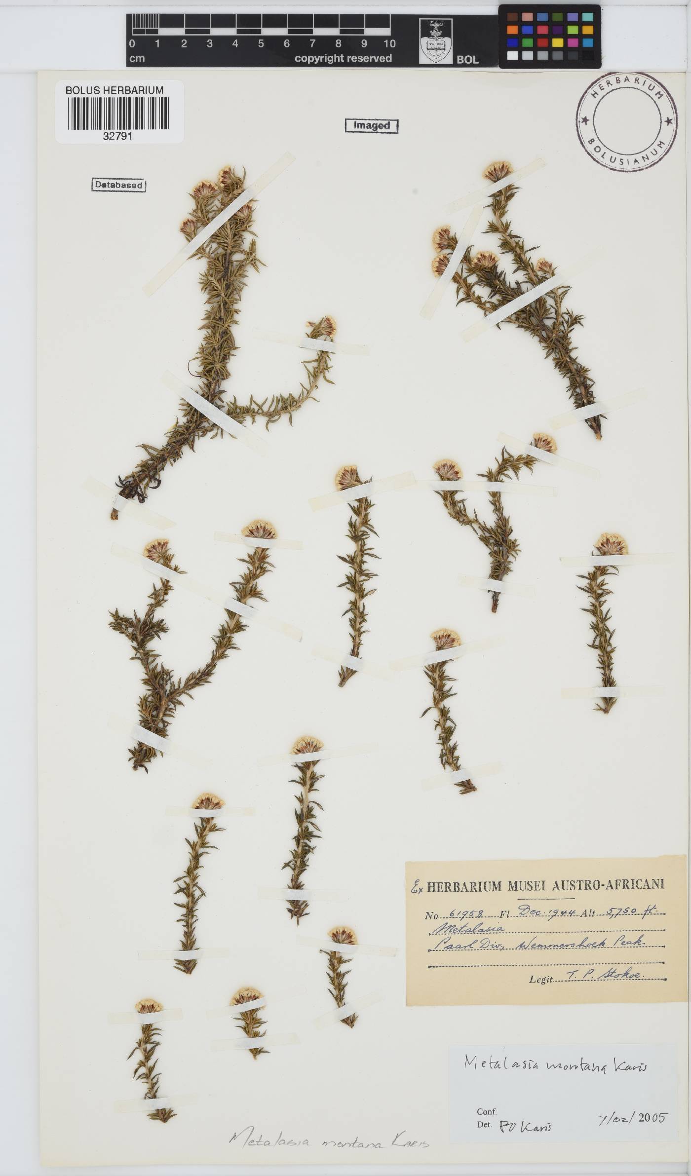 Metalasia montana image