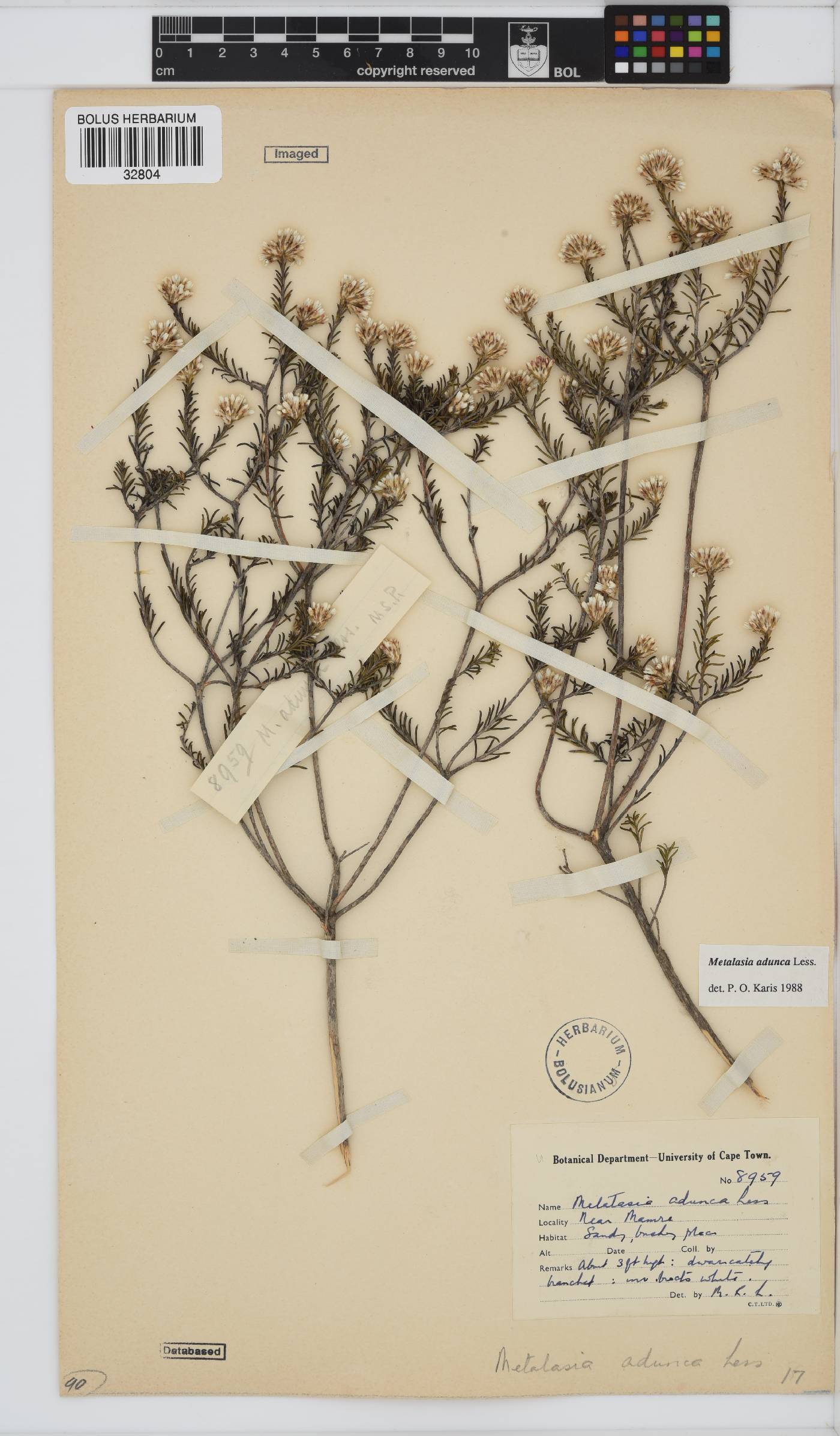 Metalasia adunca image