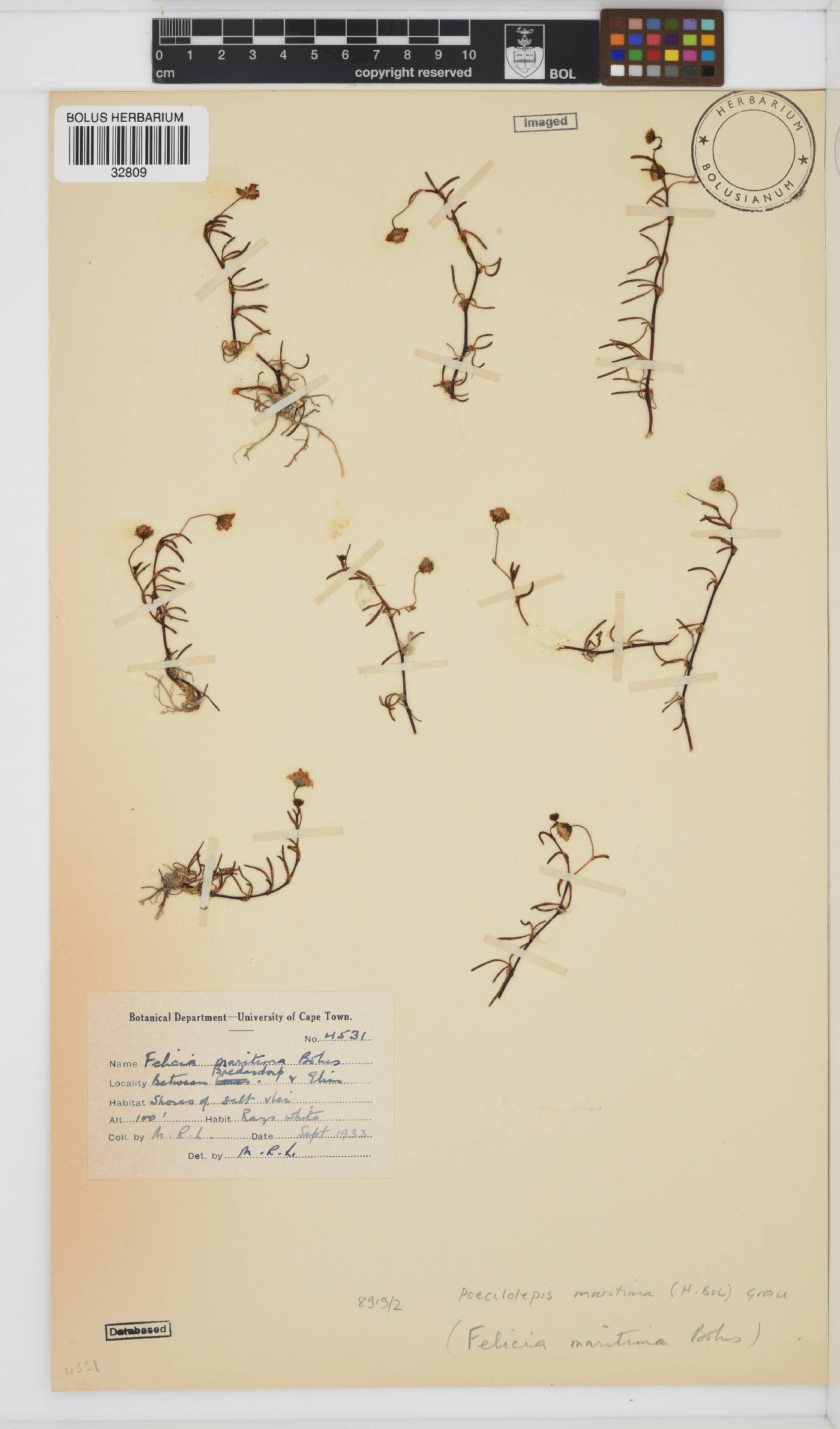 Poecilolepis maritima image