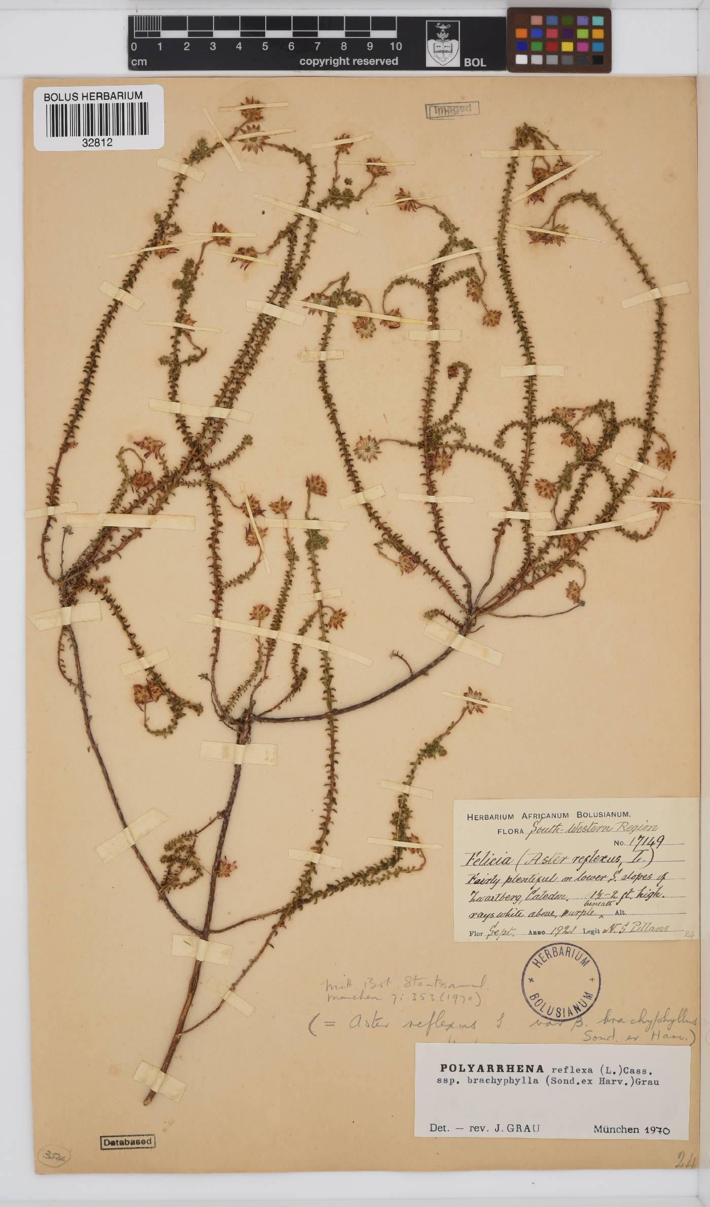 Polyarrhena reflexa subsp. brachyphylla image