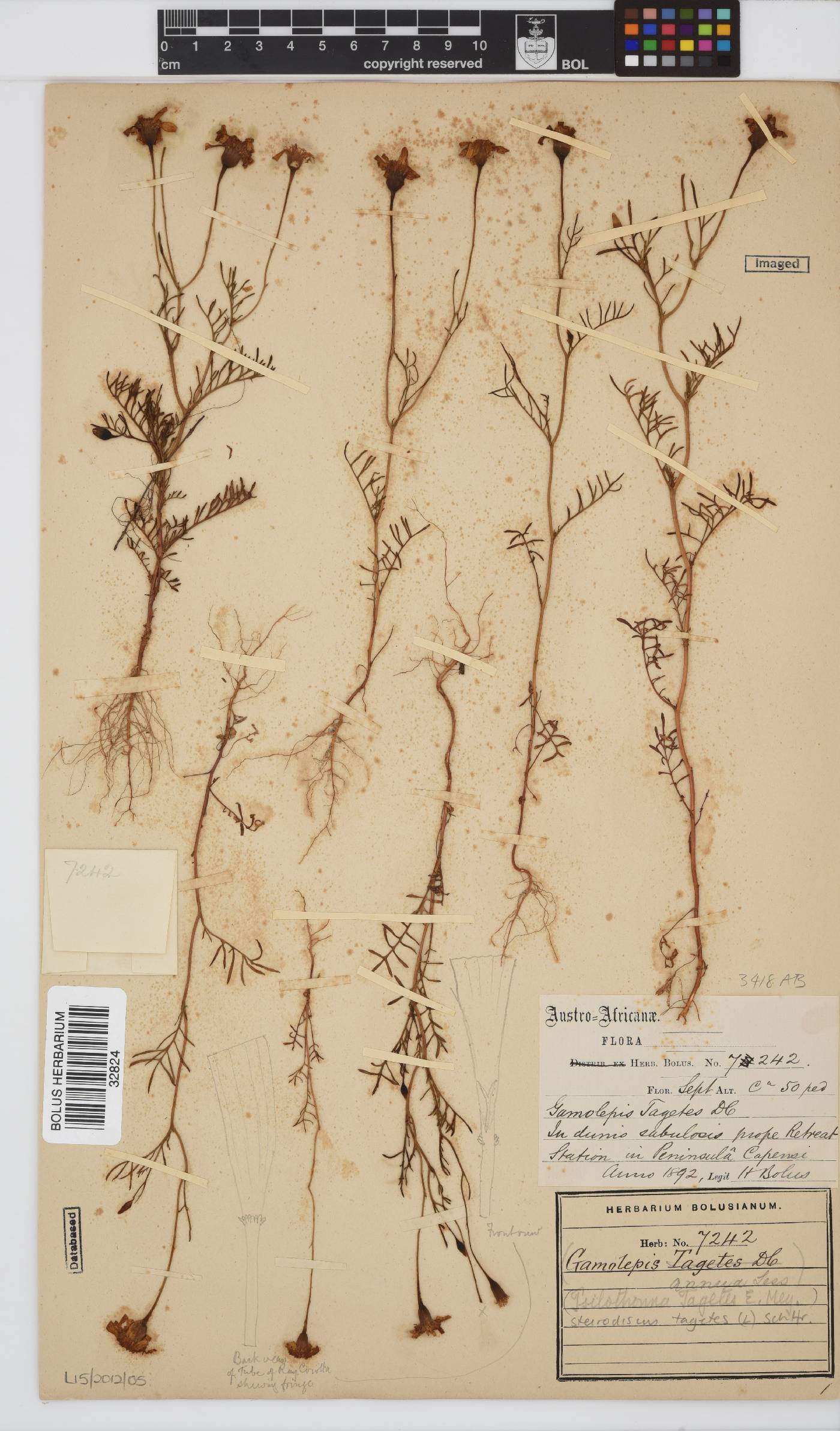 Steirodiscus tagetes image
