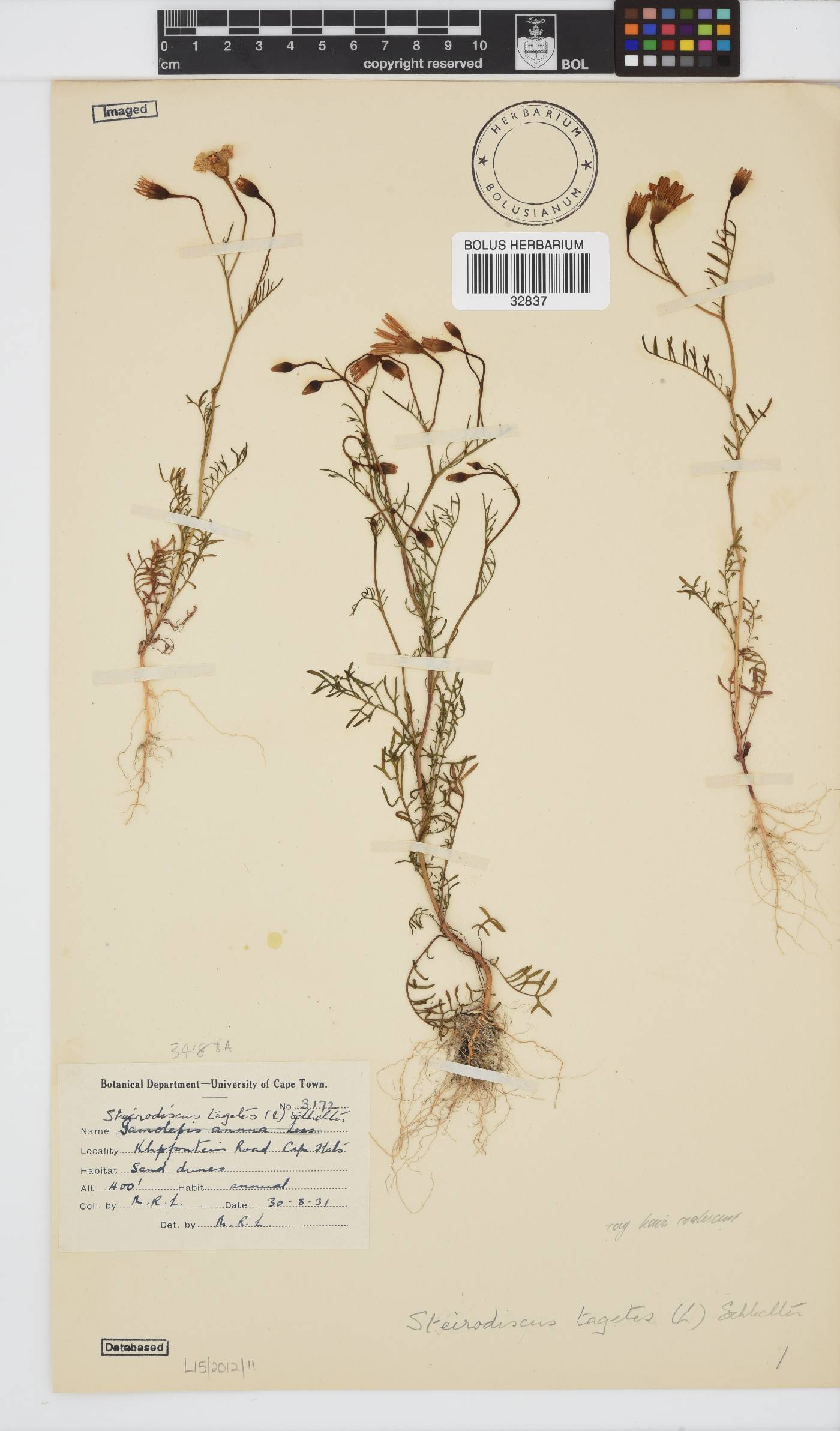 Steirodiscus tagetes image