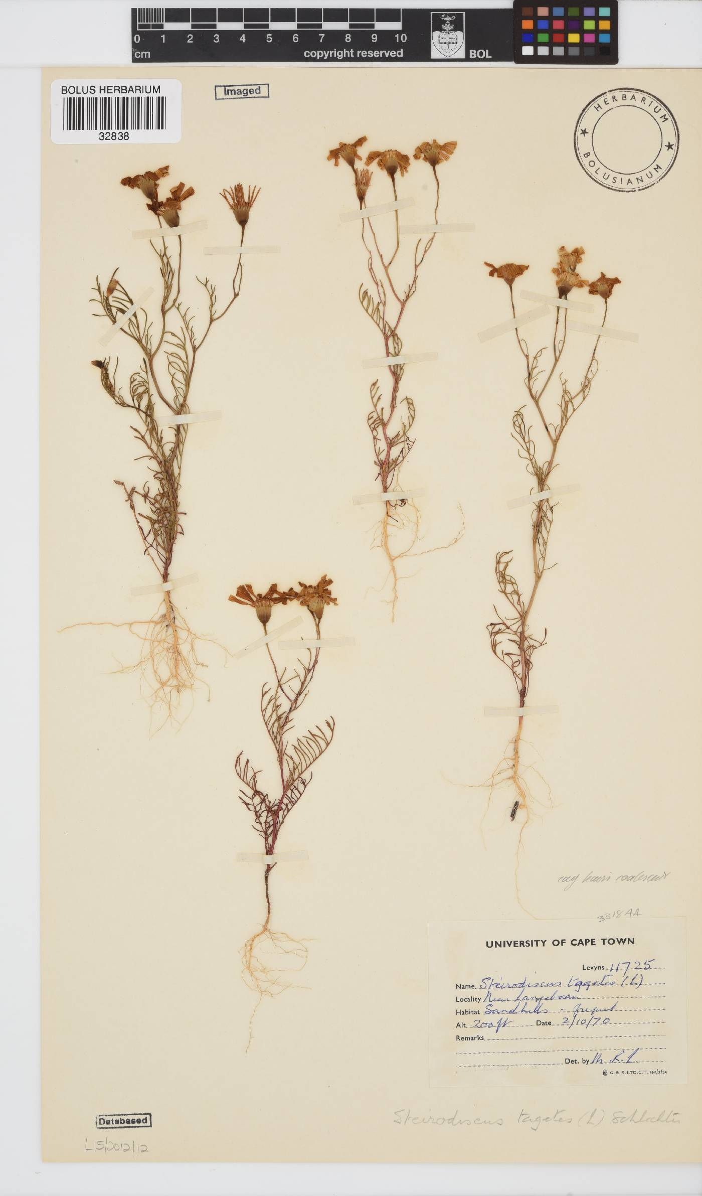 Steirodiscus tagetes image