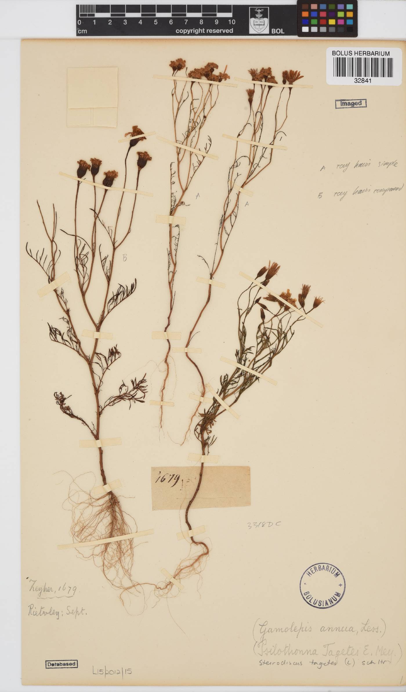 Steirodiscus tagetes image
