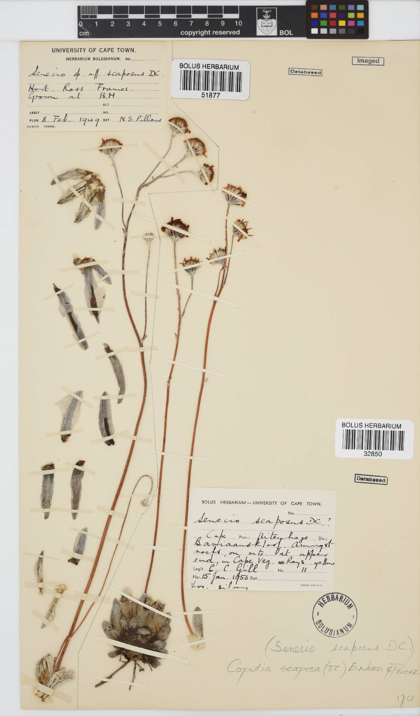 Caputia scaposa image