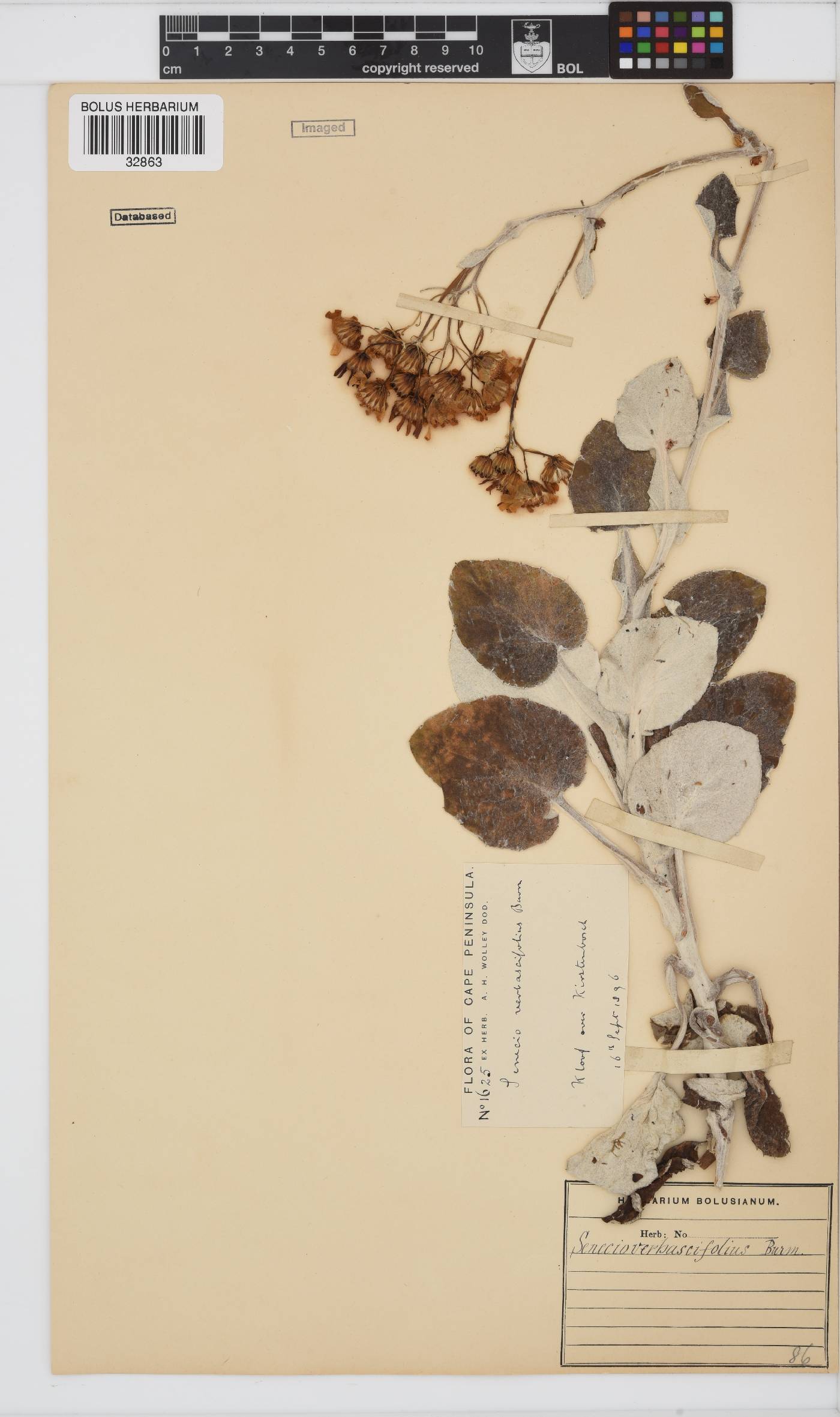 Senecio verbascifolius image