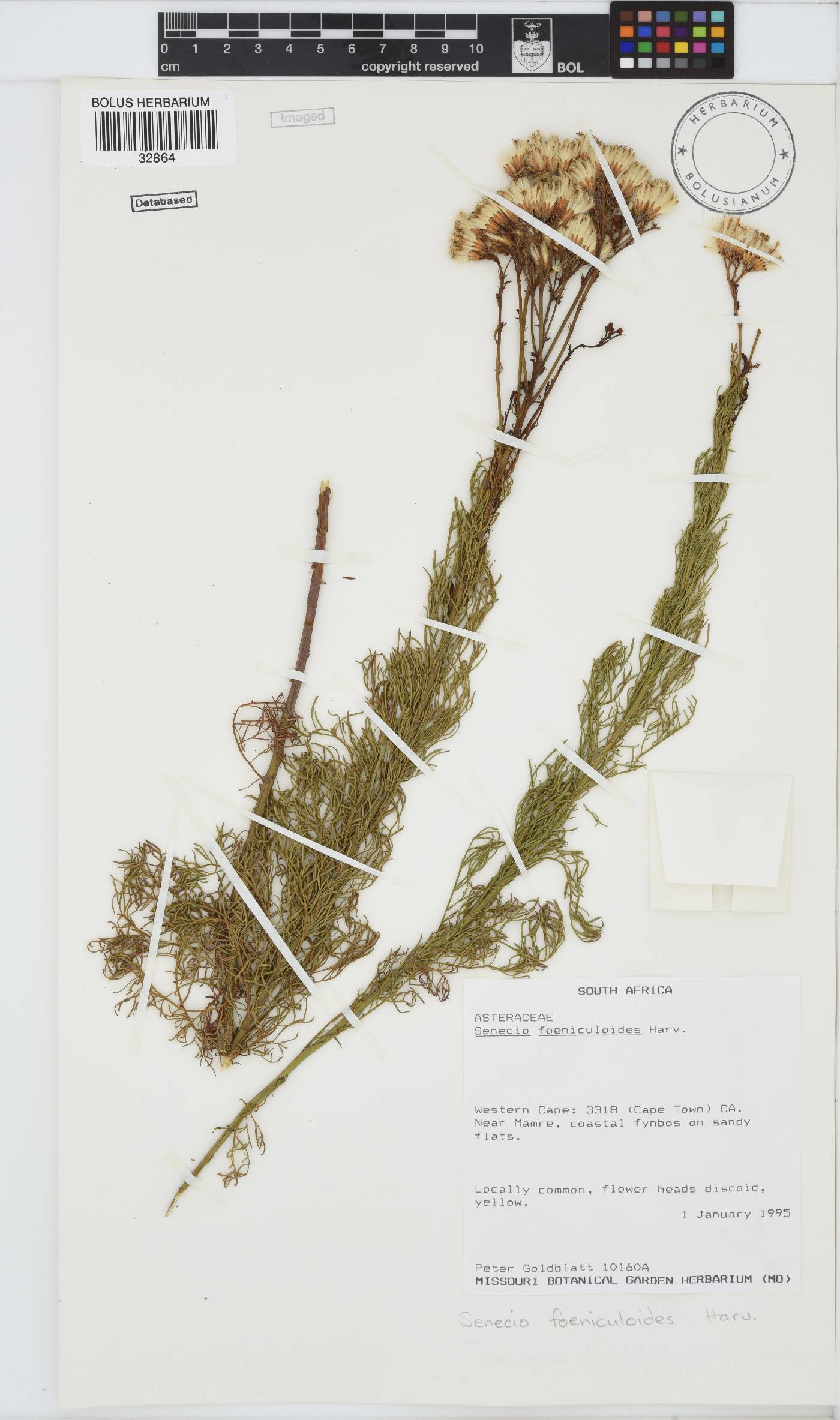 Senecio foeniculoides image