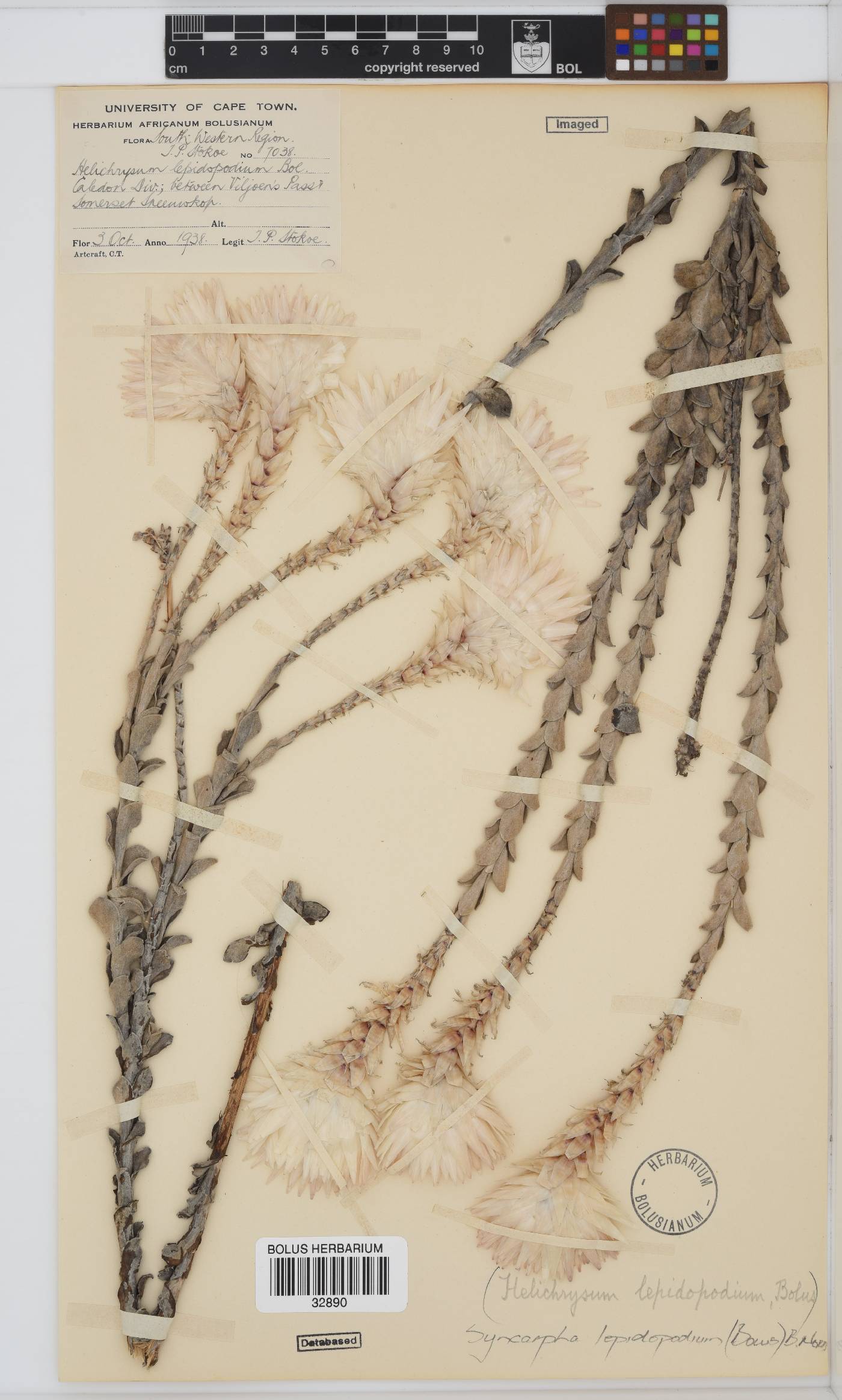 Syncarpha lepidopodium image