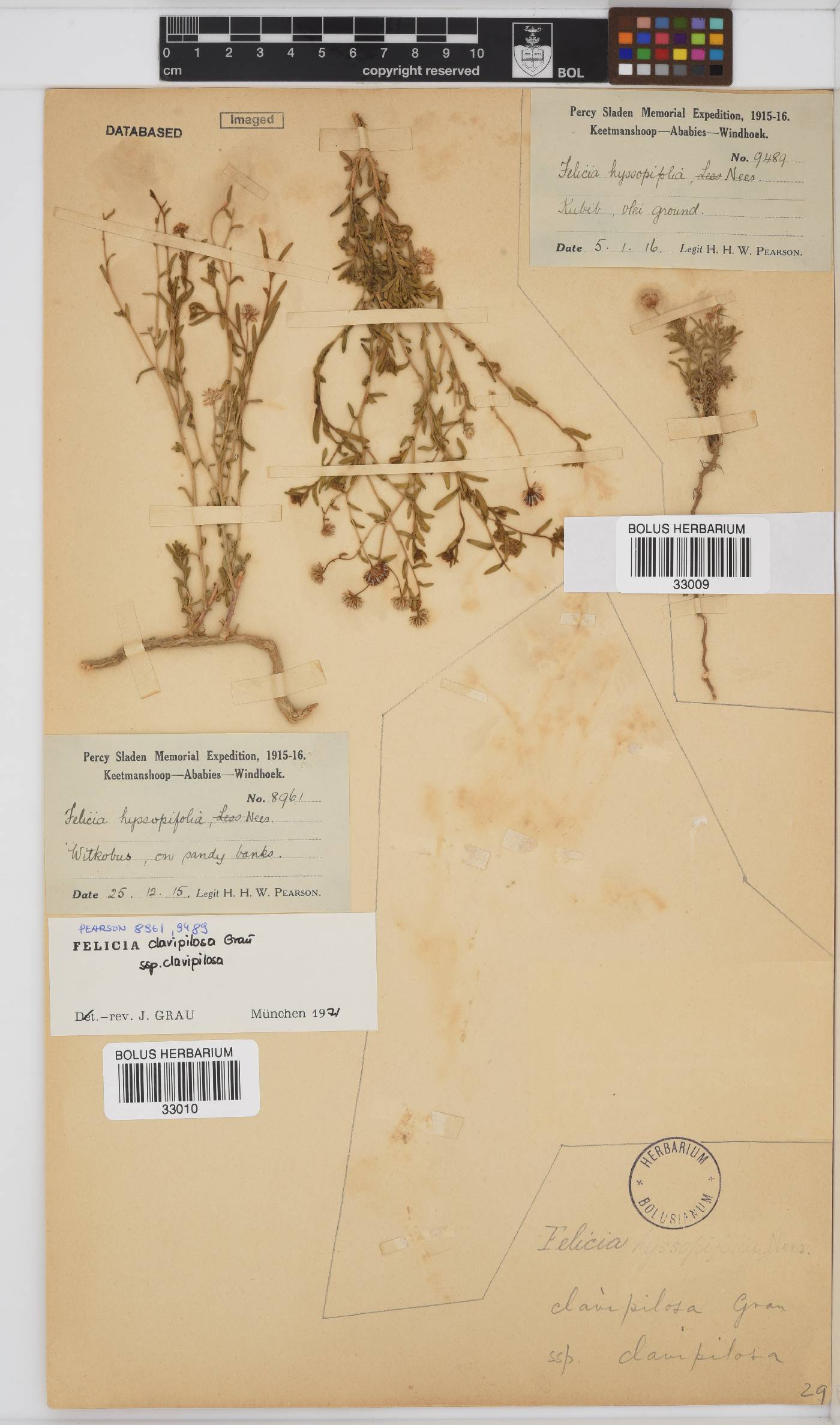 Felicia clavipilosa subsp. clavipilosa image