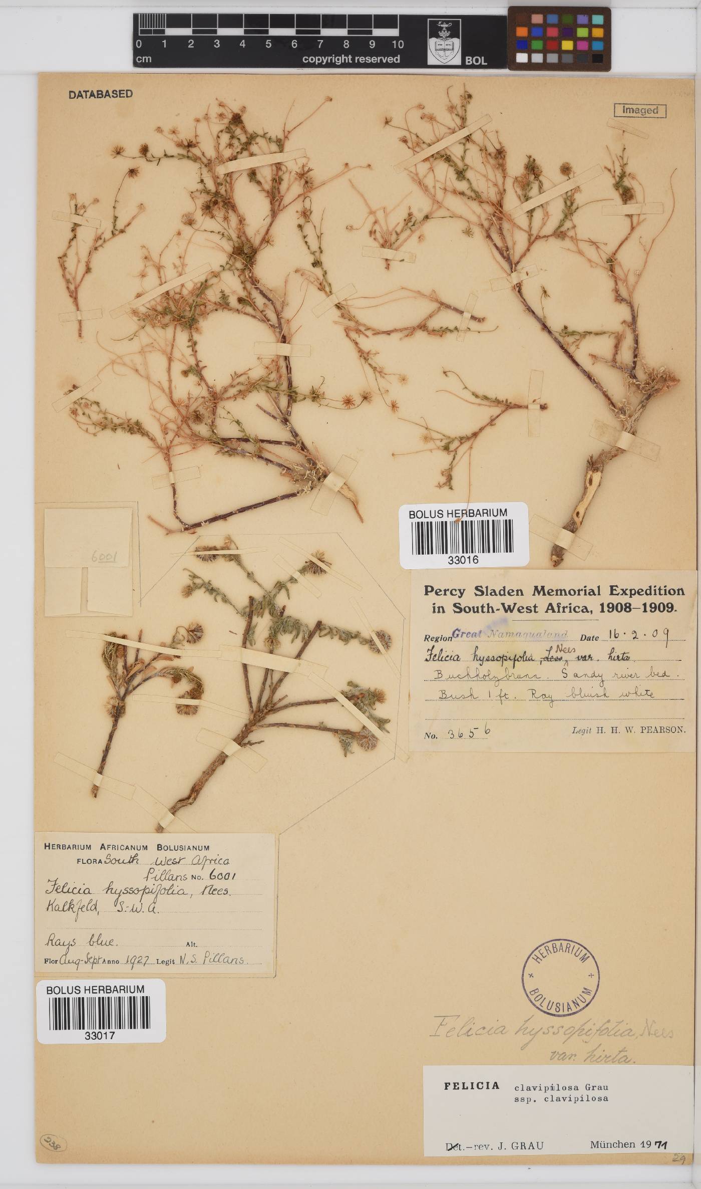 Felicia clavipilosa image
