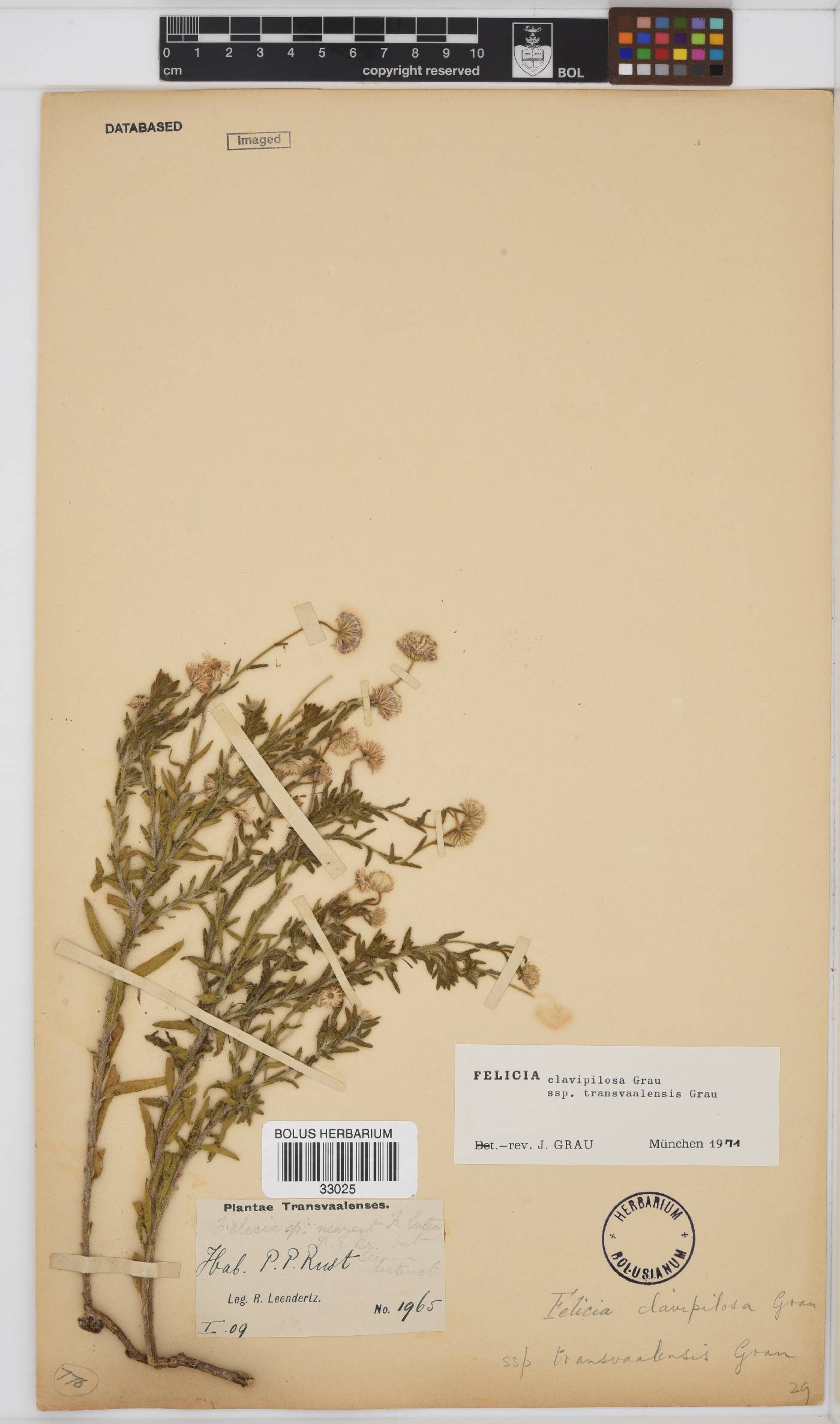 Felicia clavipilosa image
