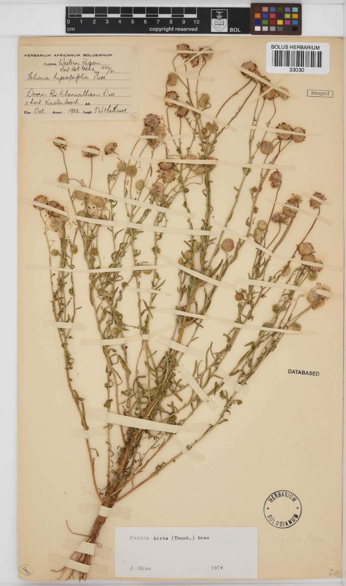 Felicia hirta image