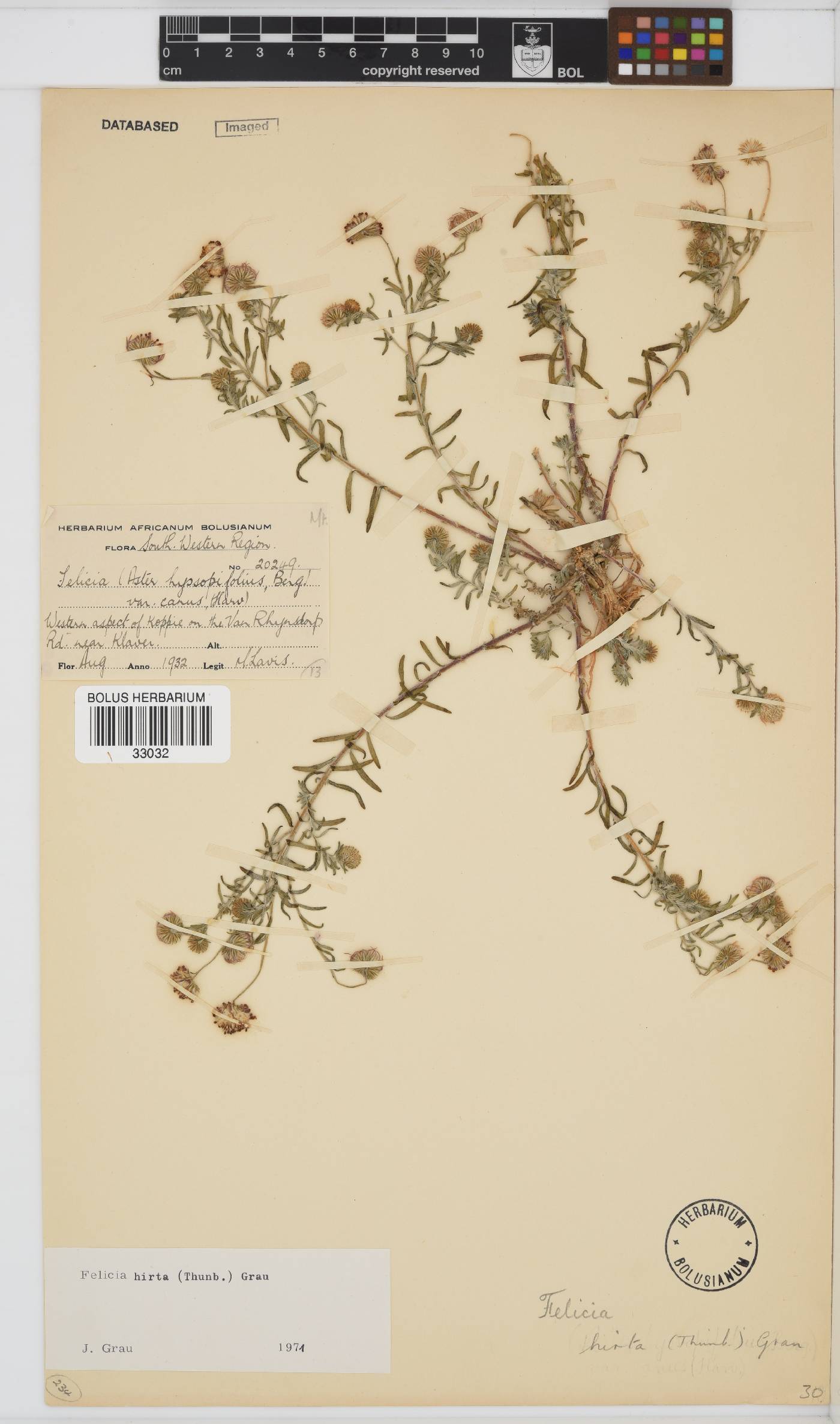 Felicia hirta image