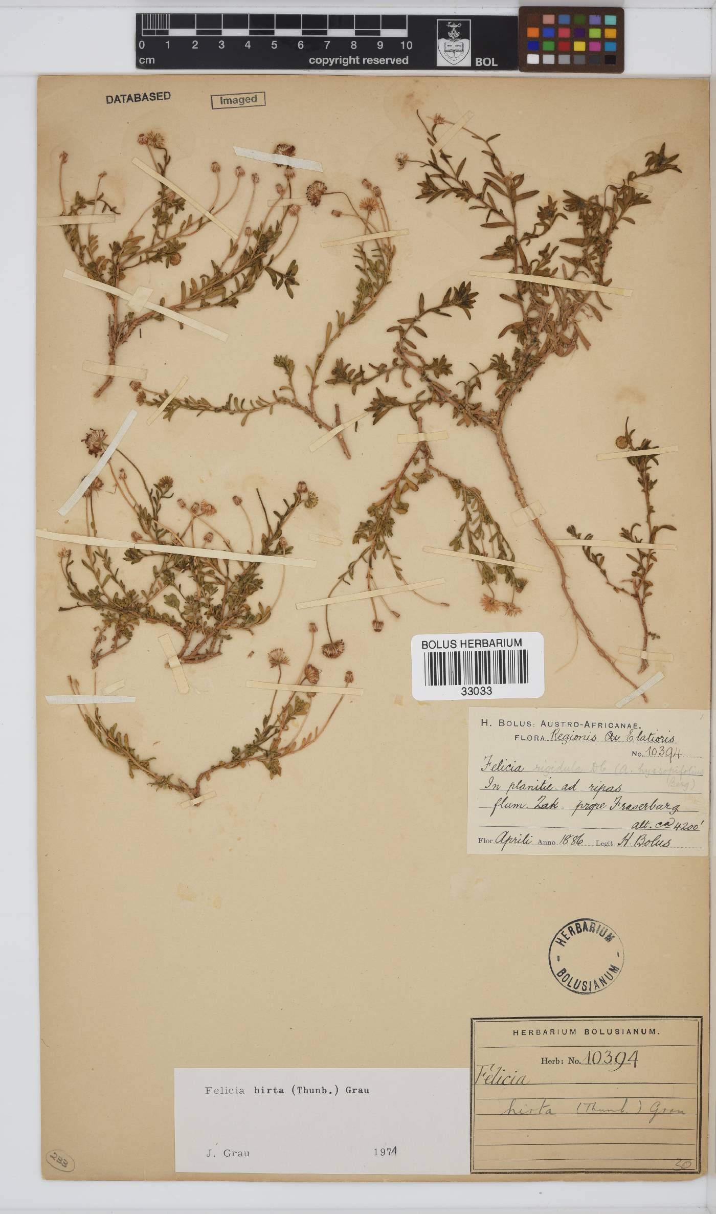 Felicia hirta image