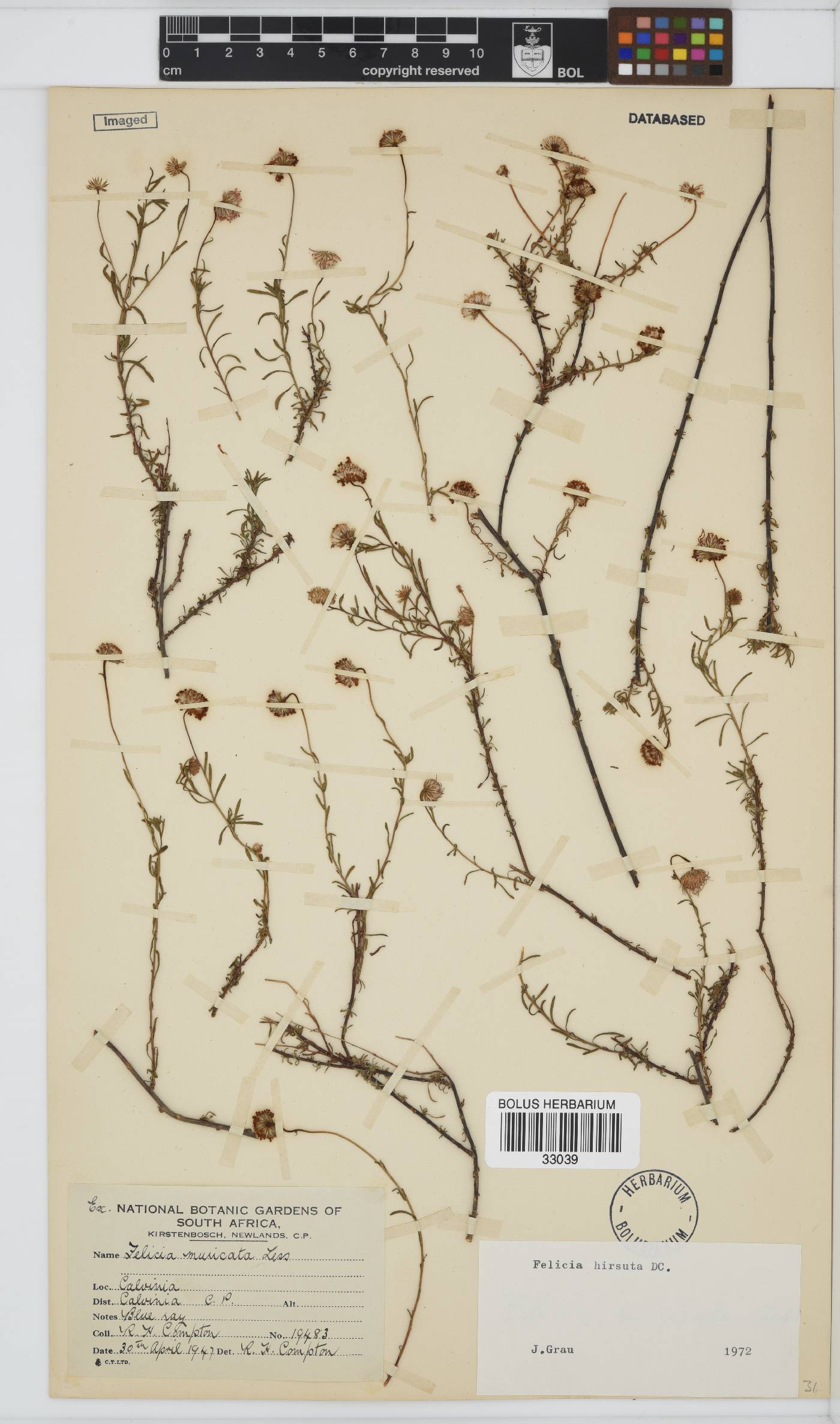 Felicia hirsuta image