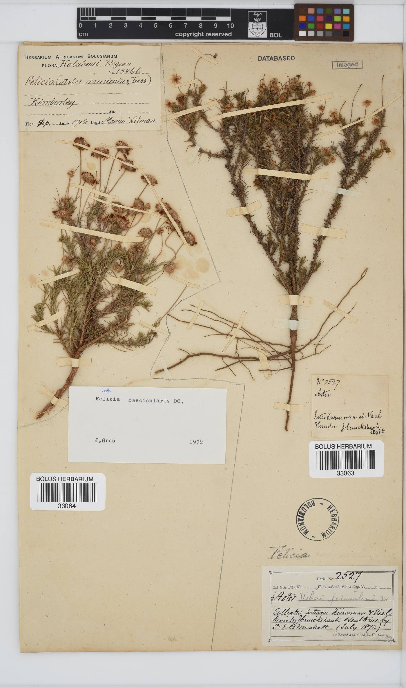 Felicia fascicularis image