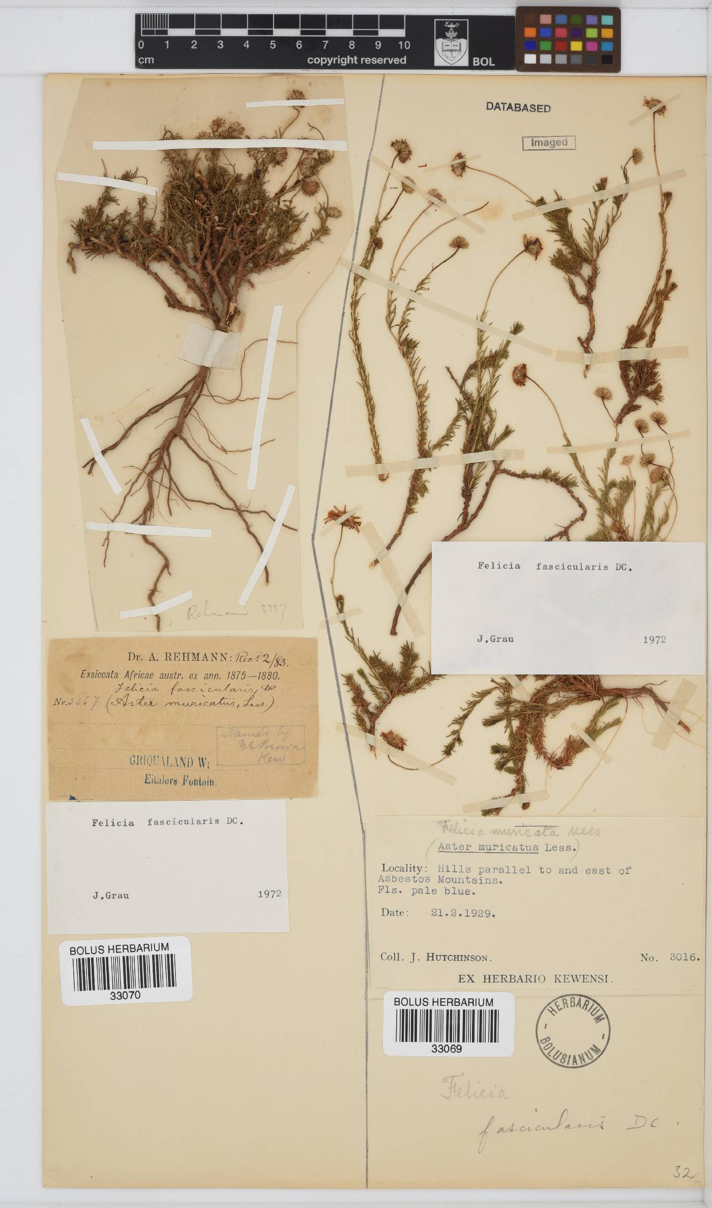 Felicia fascicularis image