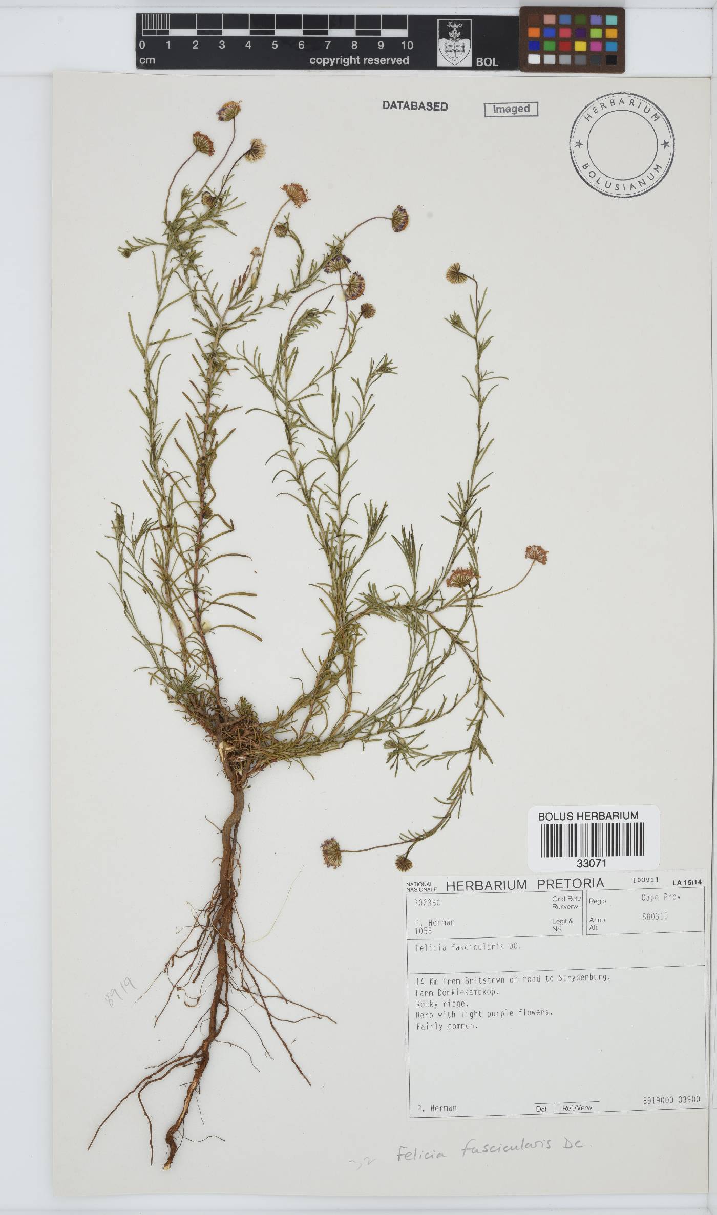 Felicia fascicularis image