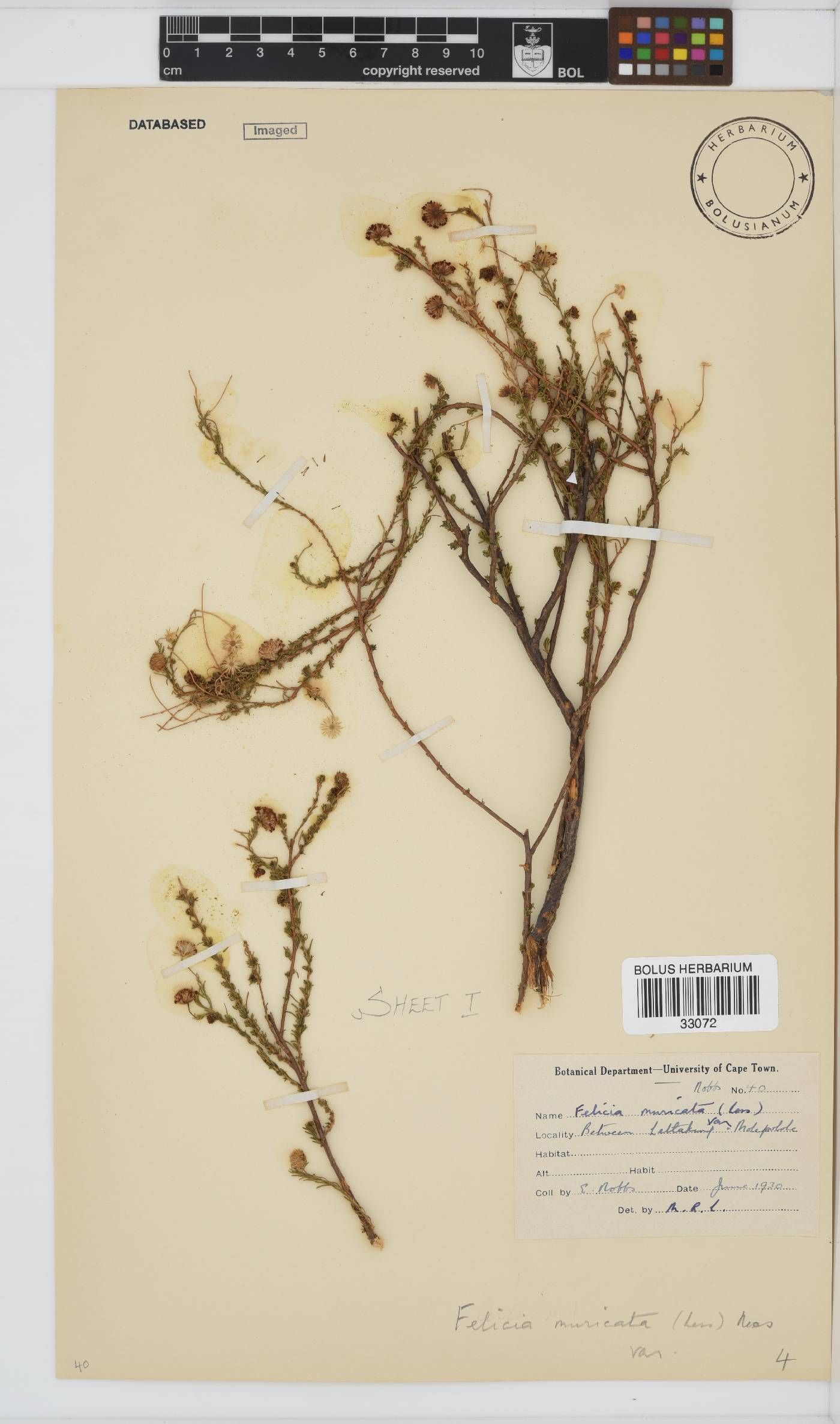 Felicia muricata image