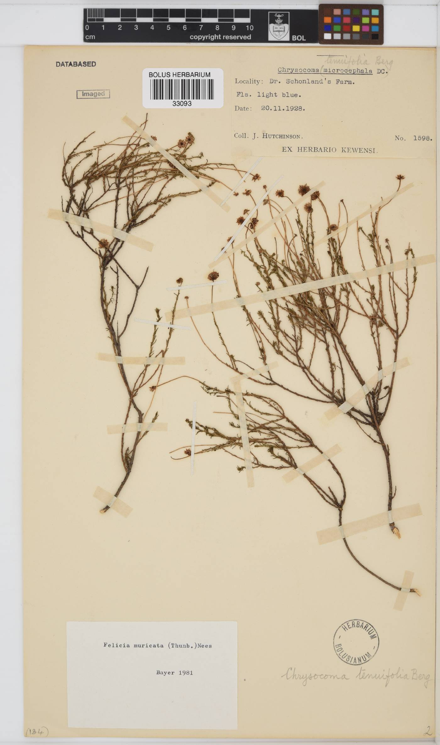 Felicia muricata subsp. muricata image