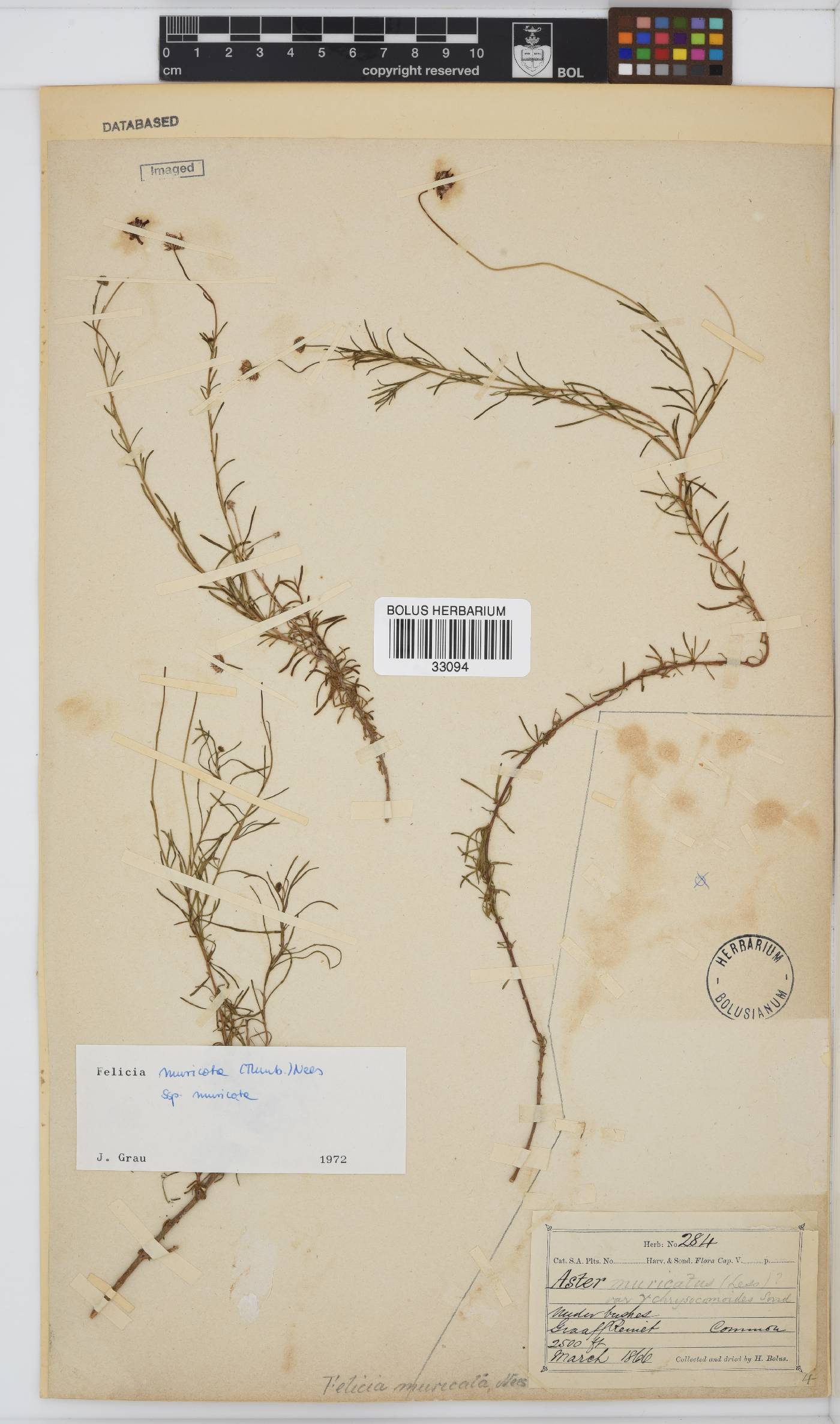 Felicia muricata subsp. muricata image