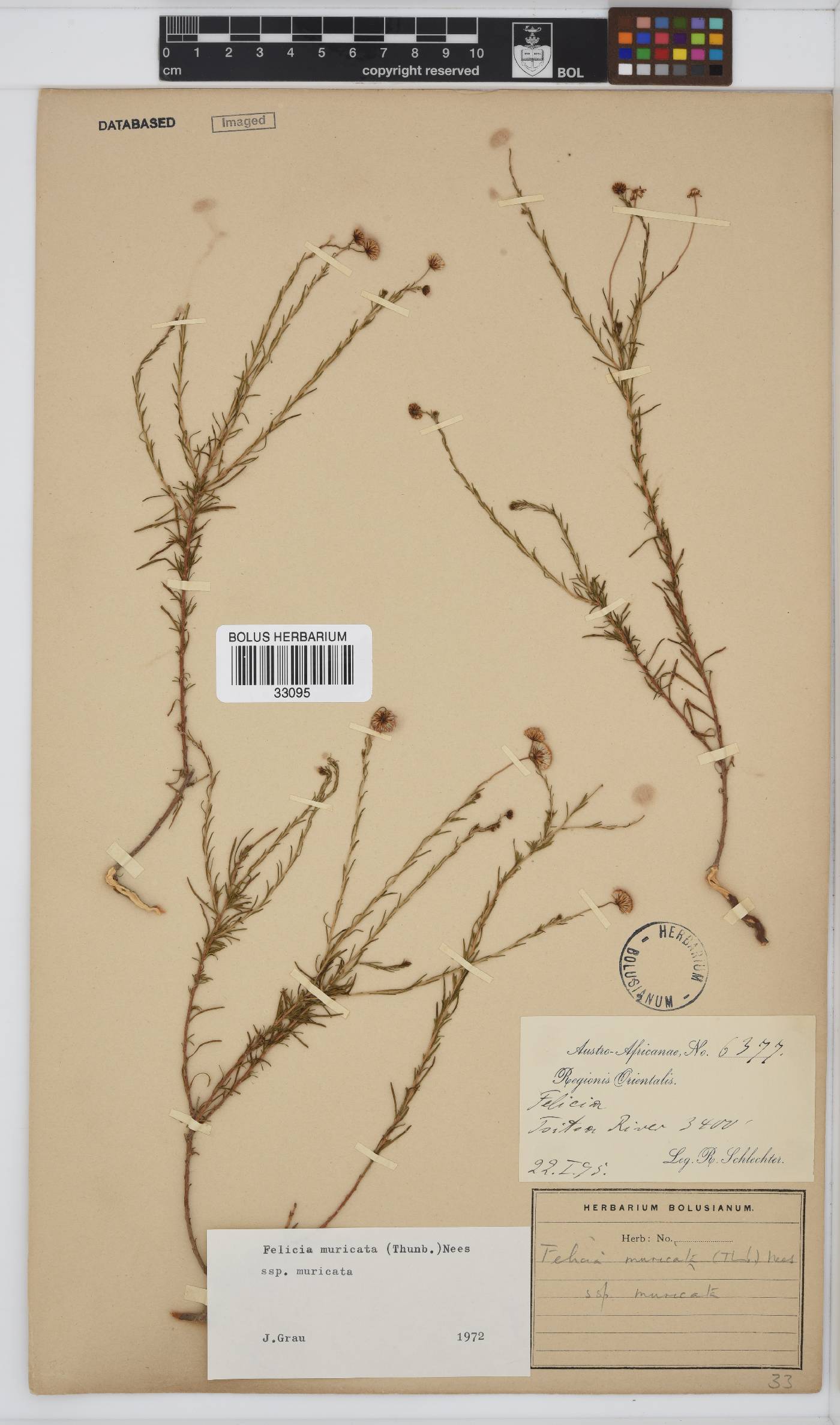 Felicia muricata subsp. muricata image