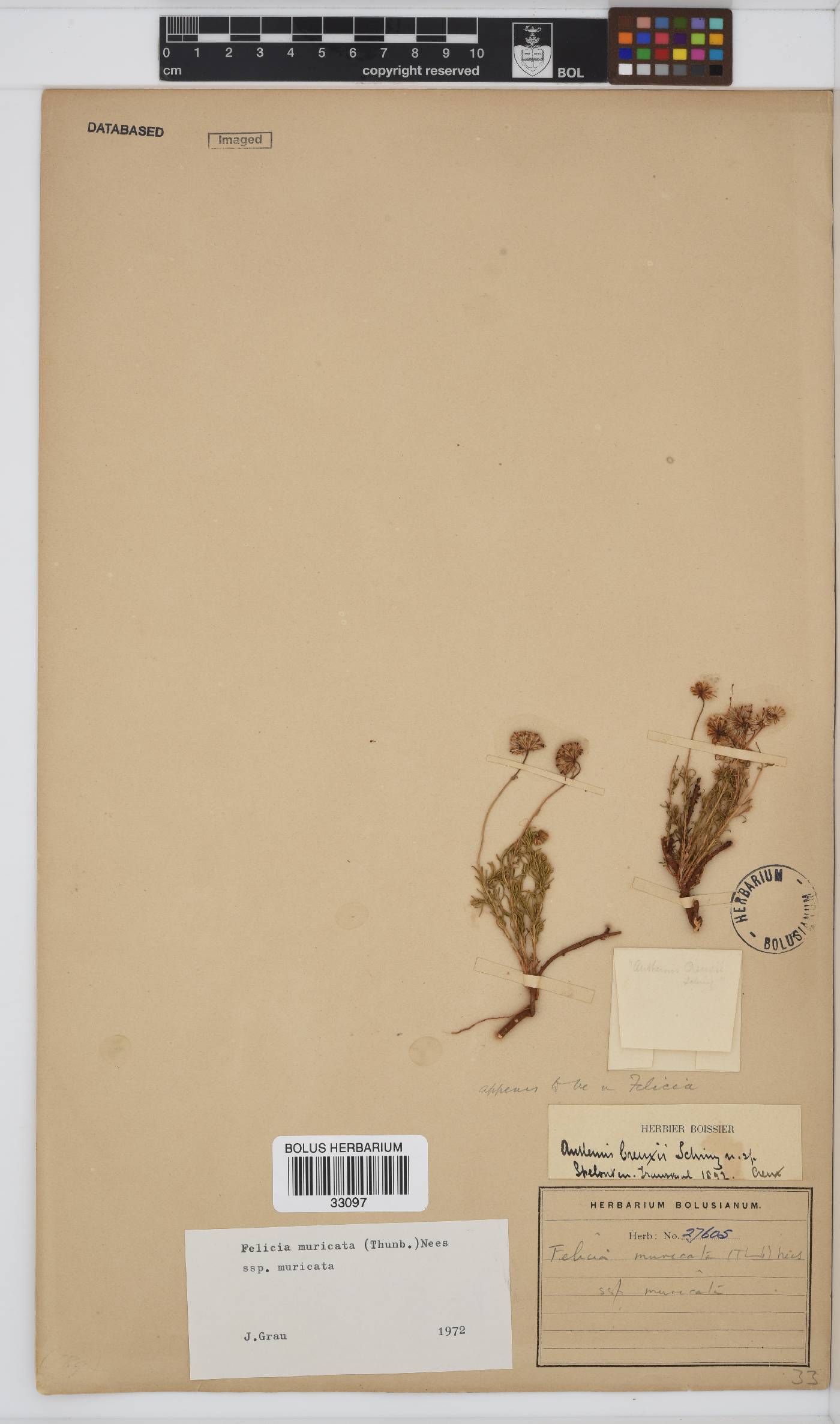 Felicia muricata subsp. muricata image