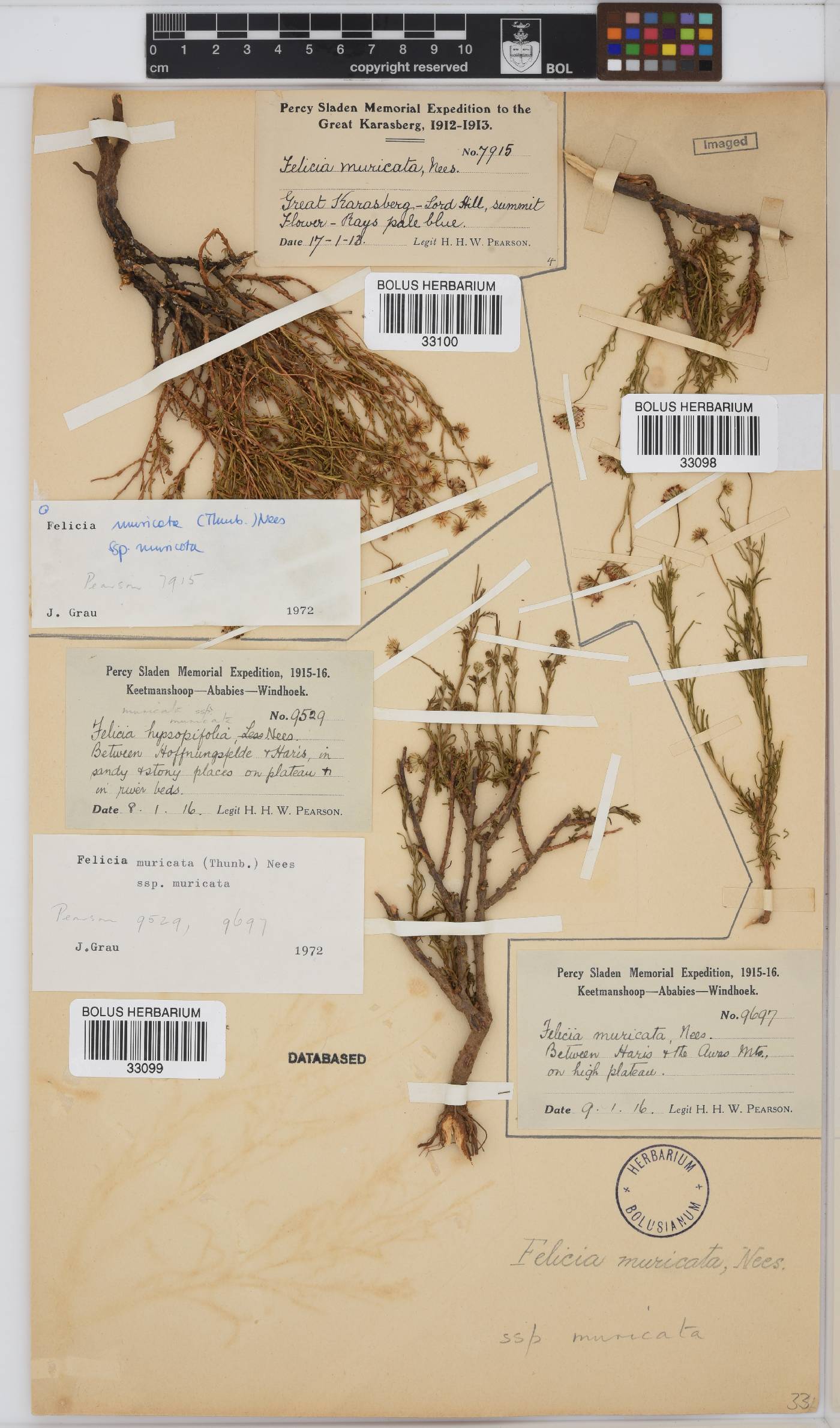 Felicia muricata subsp. muricata image