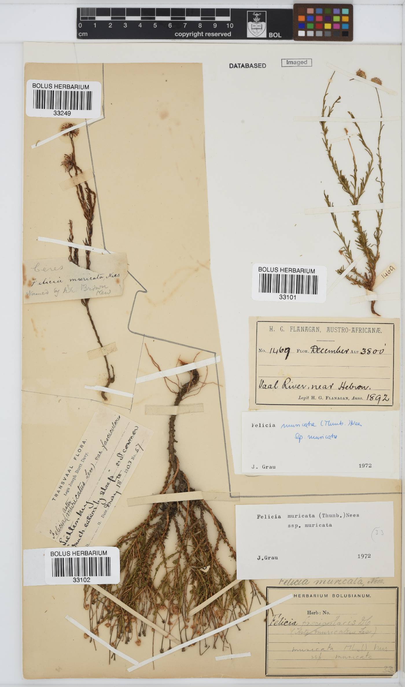 Felicia muricata subsp. muricata image