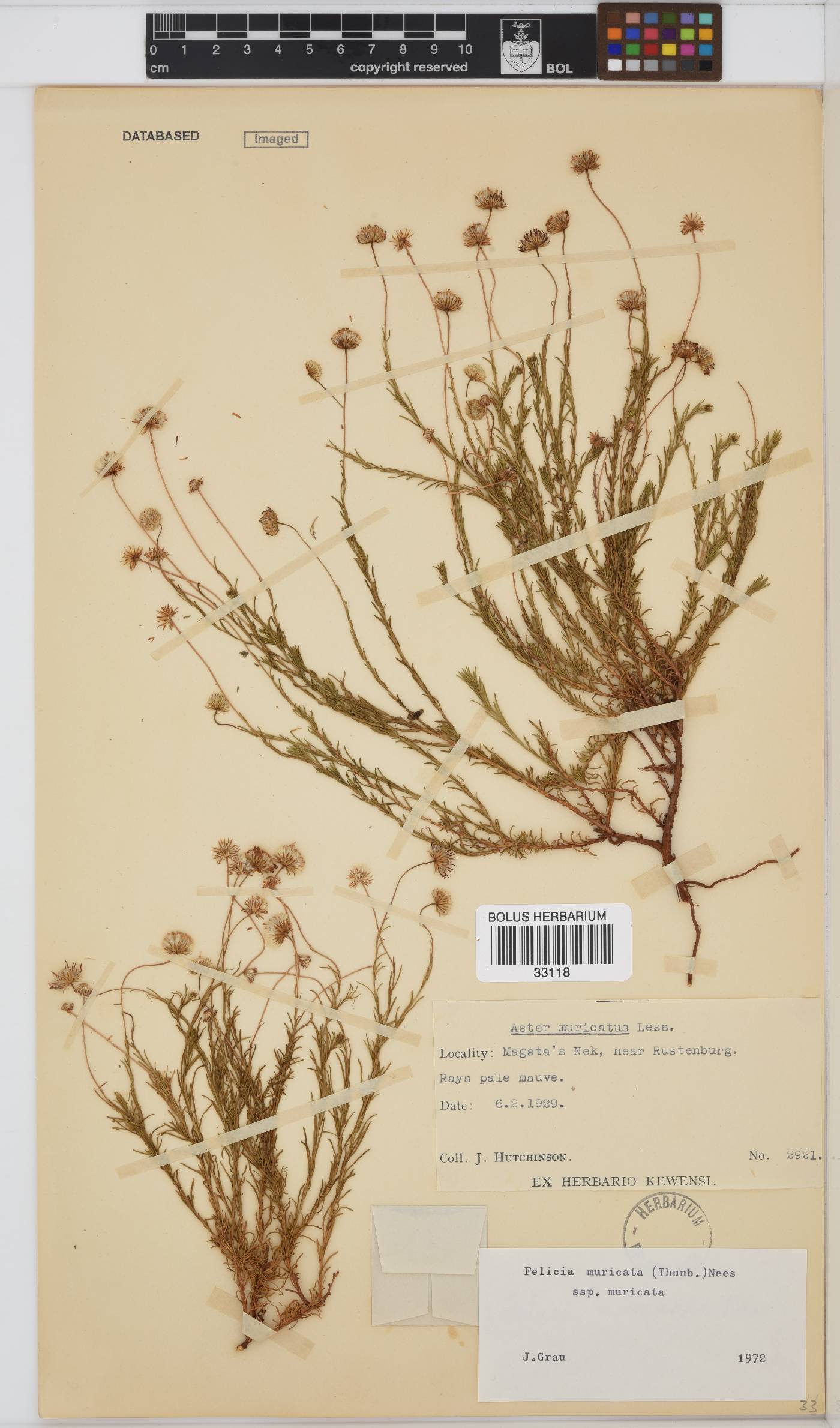 Felicia muricata subsp. muricata image
