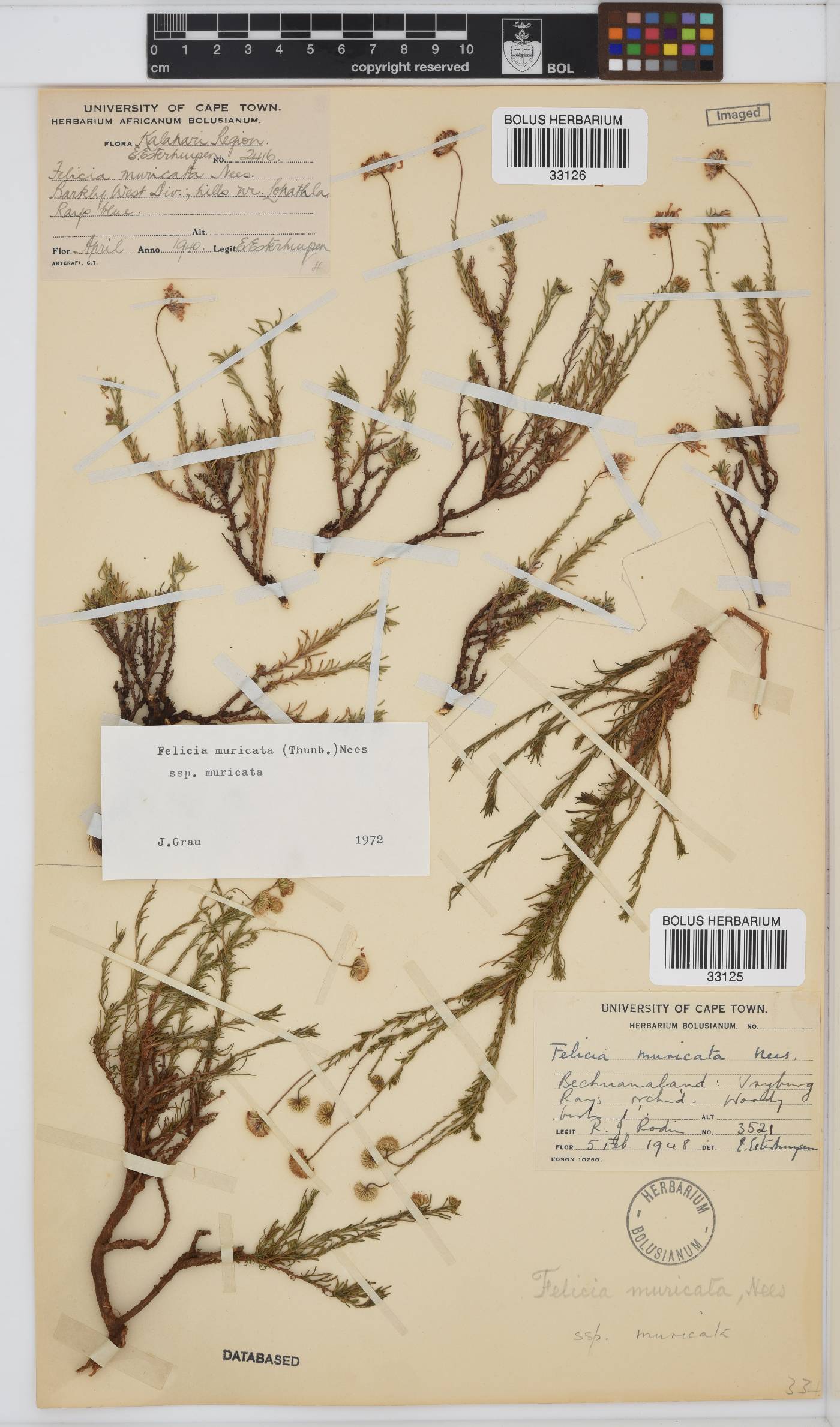 Felicia muricata image