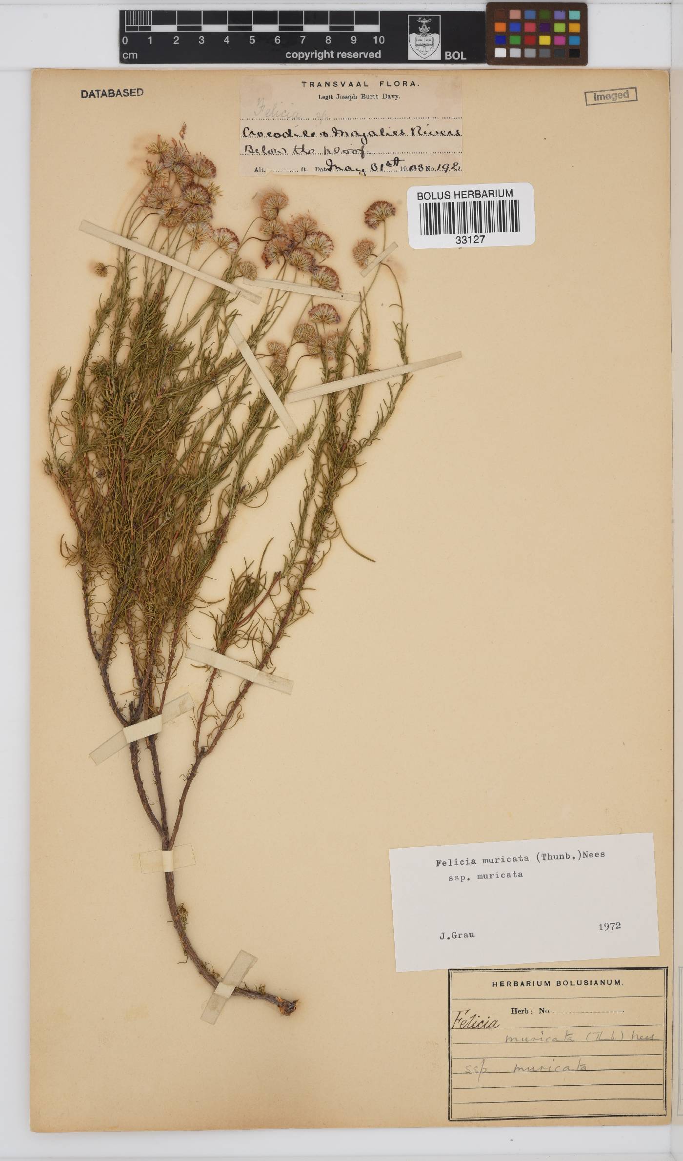Felicia muricata subsp. muricata image