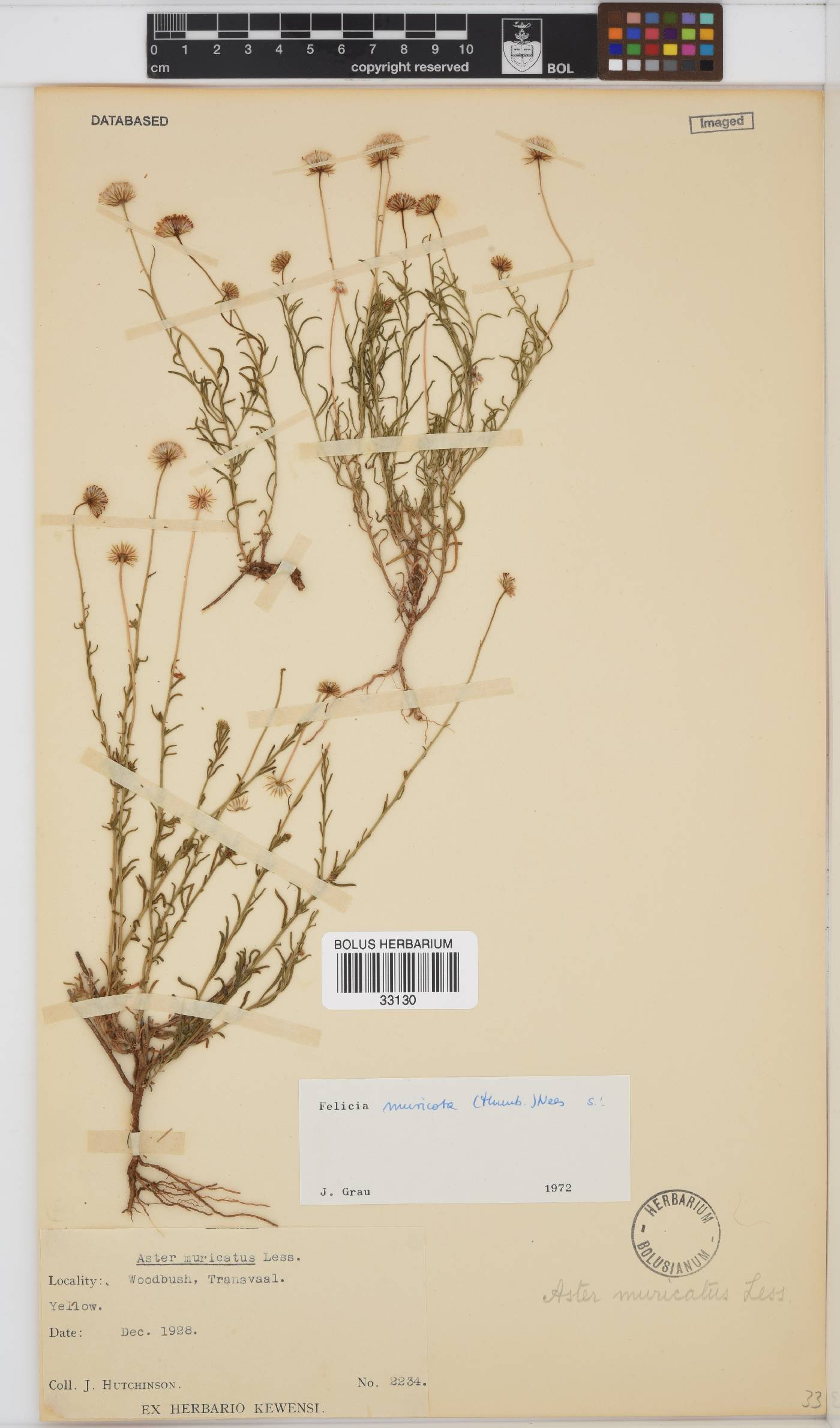Felicia muricata subsp. muricata image