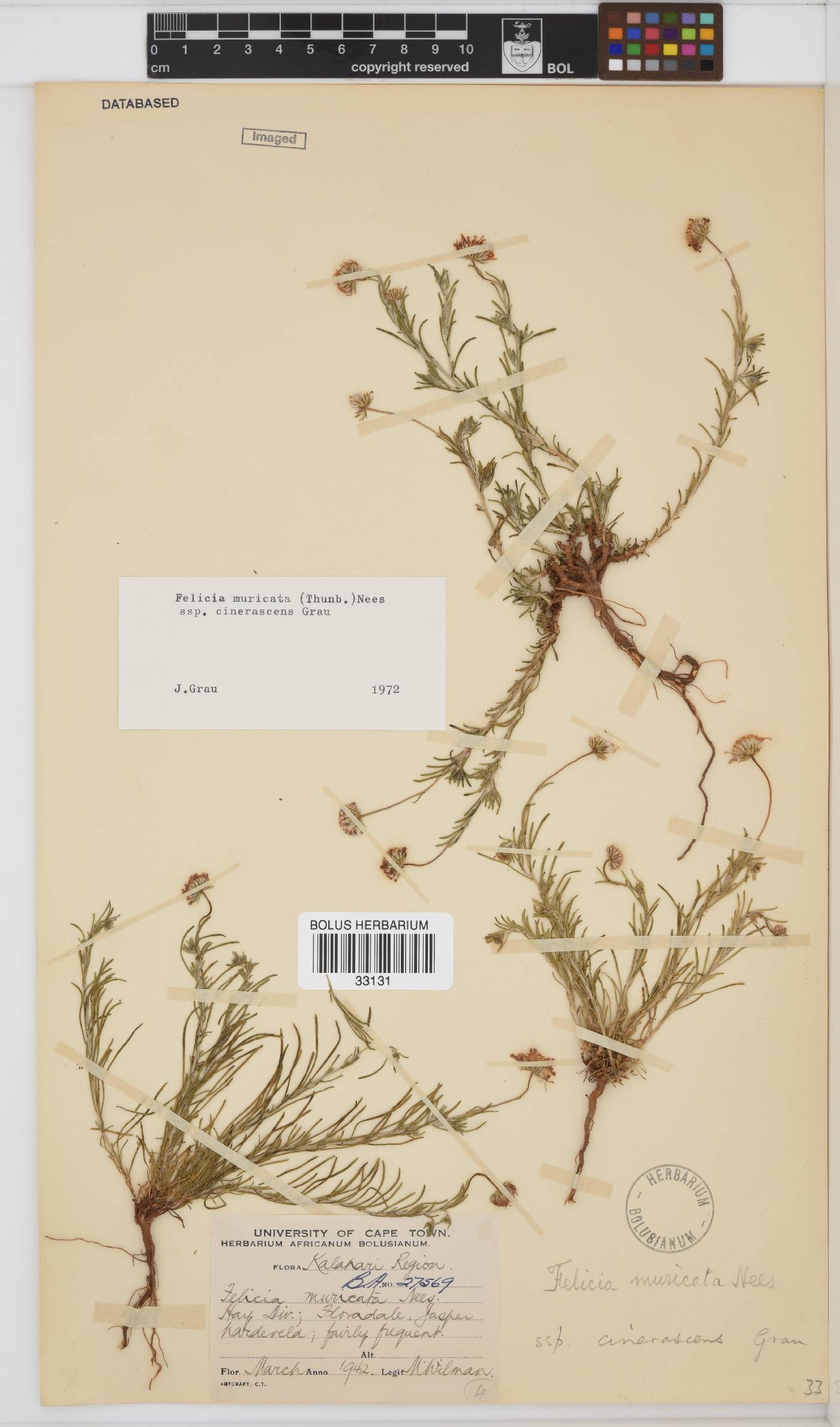 Felicia muricata subsp. cinerascens image