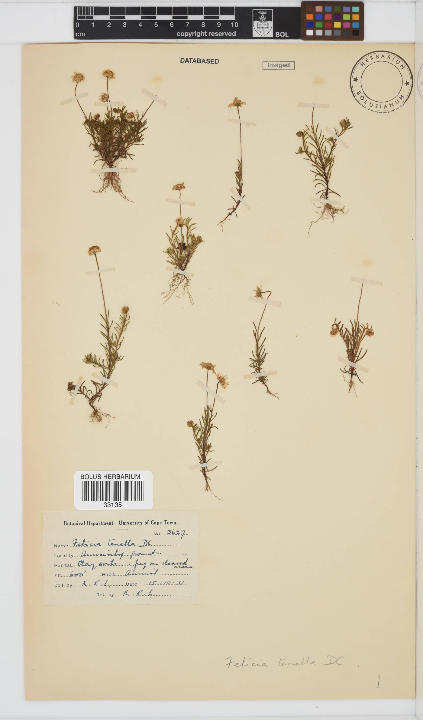 Felicia tenella subsp. tenella image