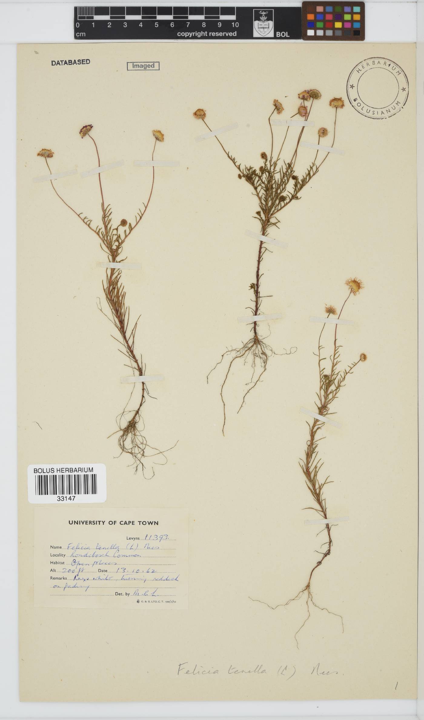 Felicia tenella subsp. tenella image