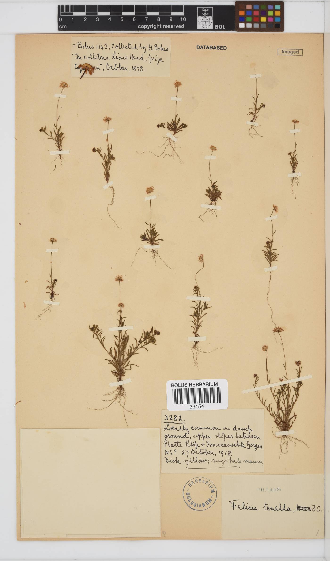 Felicia tenella subsp. tenella image
