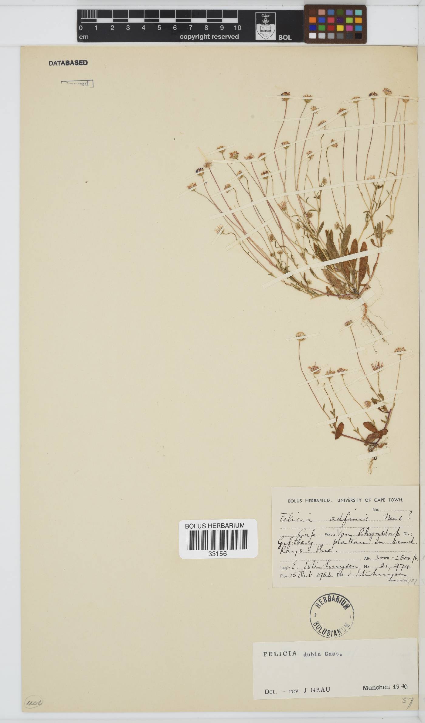 Felicia dubia image