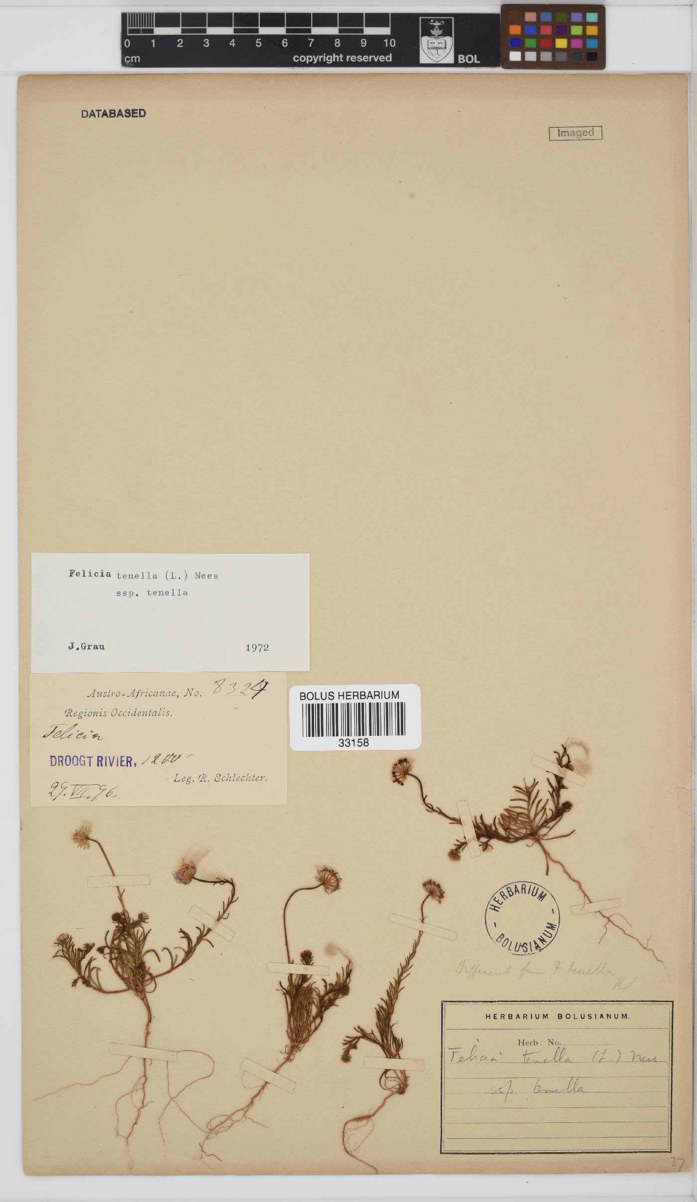 Felicia tenella subsp. tenella image