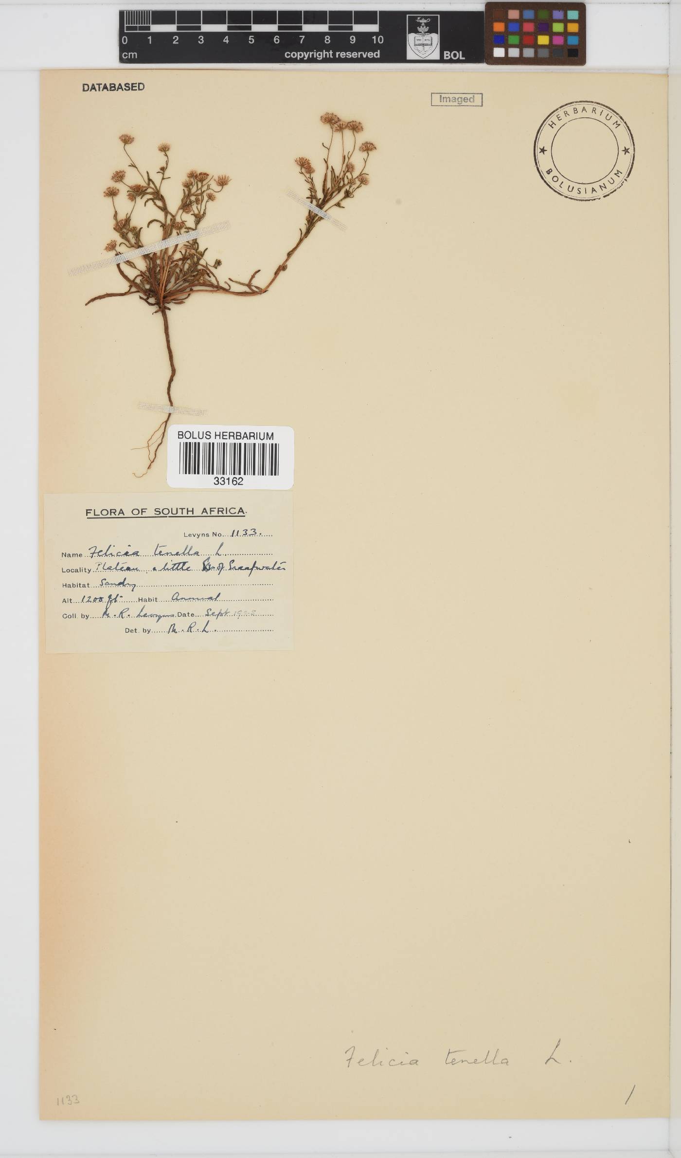 Felicia tenella subsp. tenella image