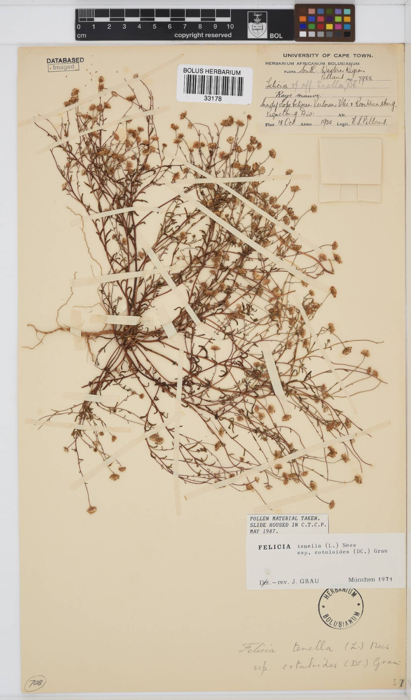 Felicia tenella subsp. cotuloides image