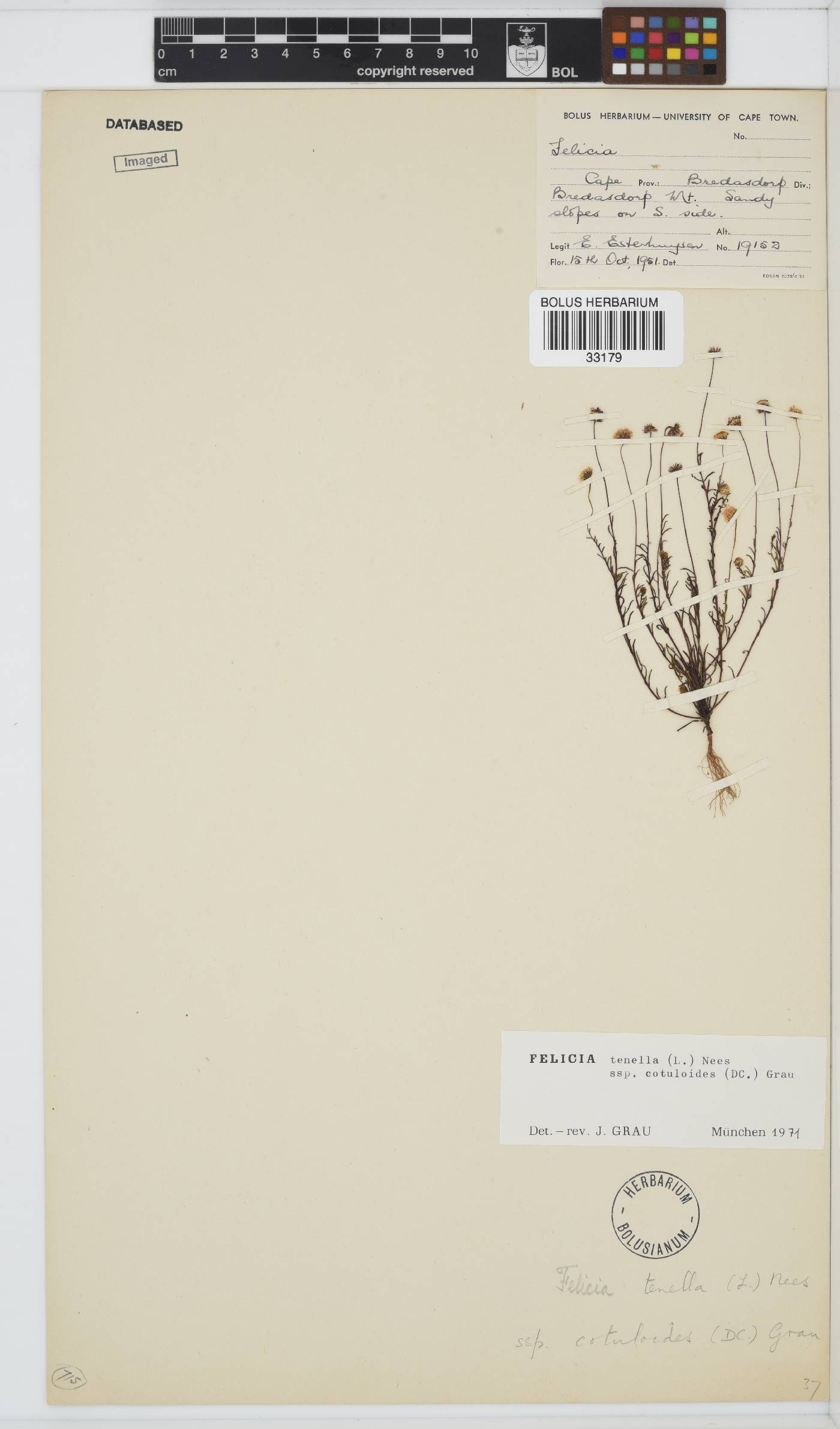 Felicia tenella subsp. cotuloides image
