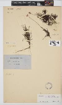Felicia tenella subsp. longifolia image