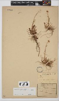 Felicia tenella subsp. longifolia image