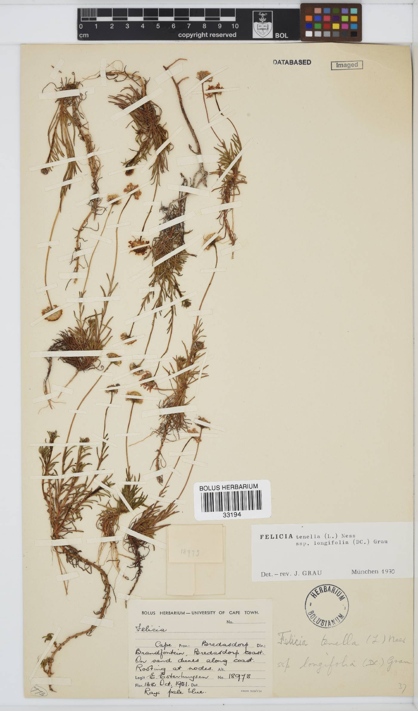 Felicia tenella subsp. longifolia image