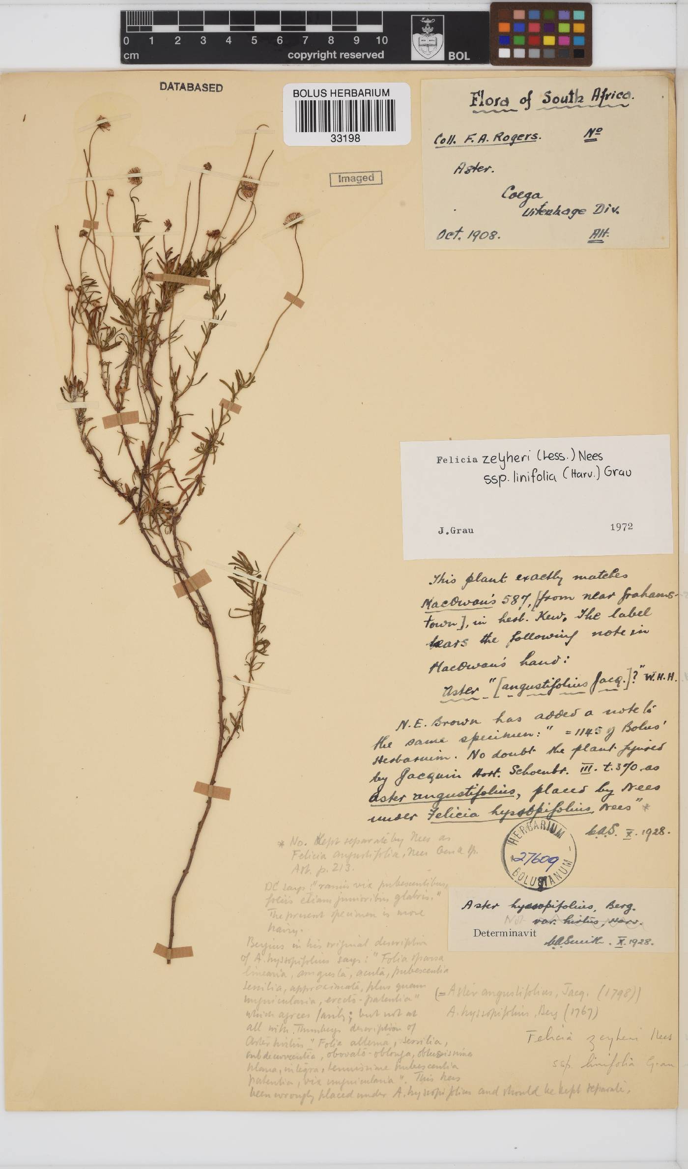 Felicia linifolia image