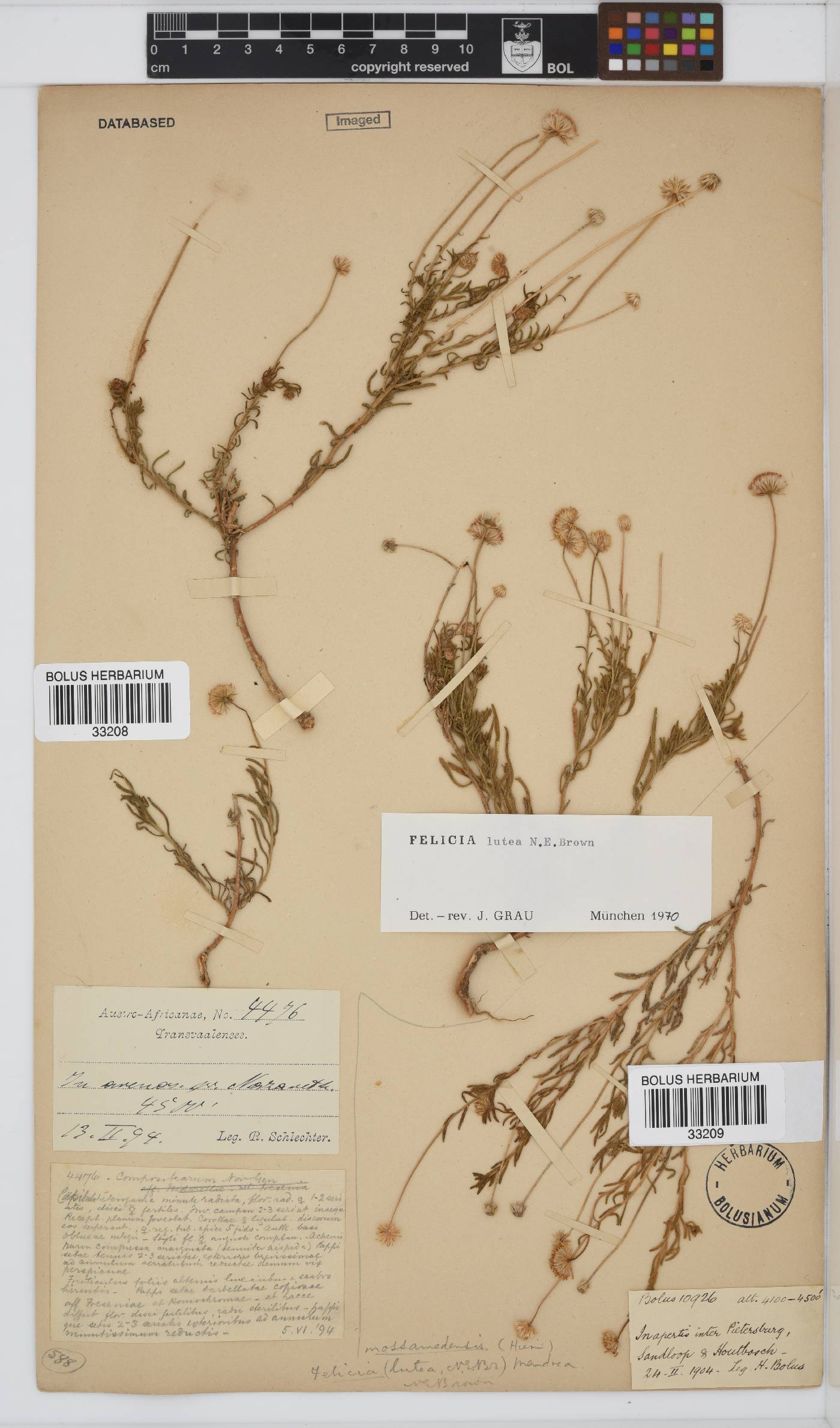 Felicia mossamedensis image